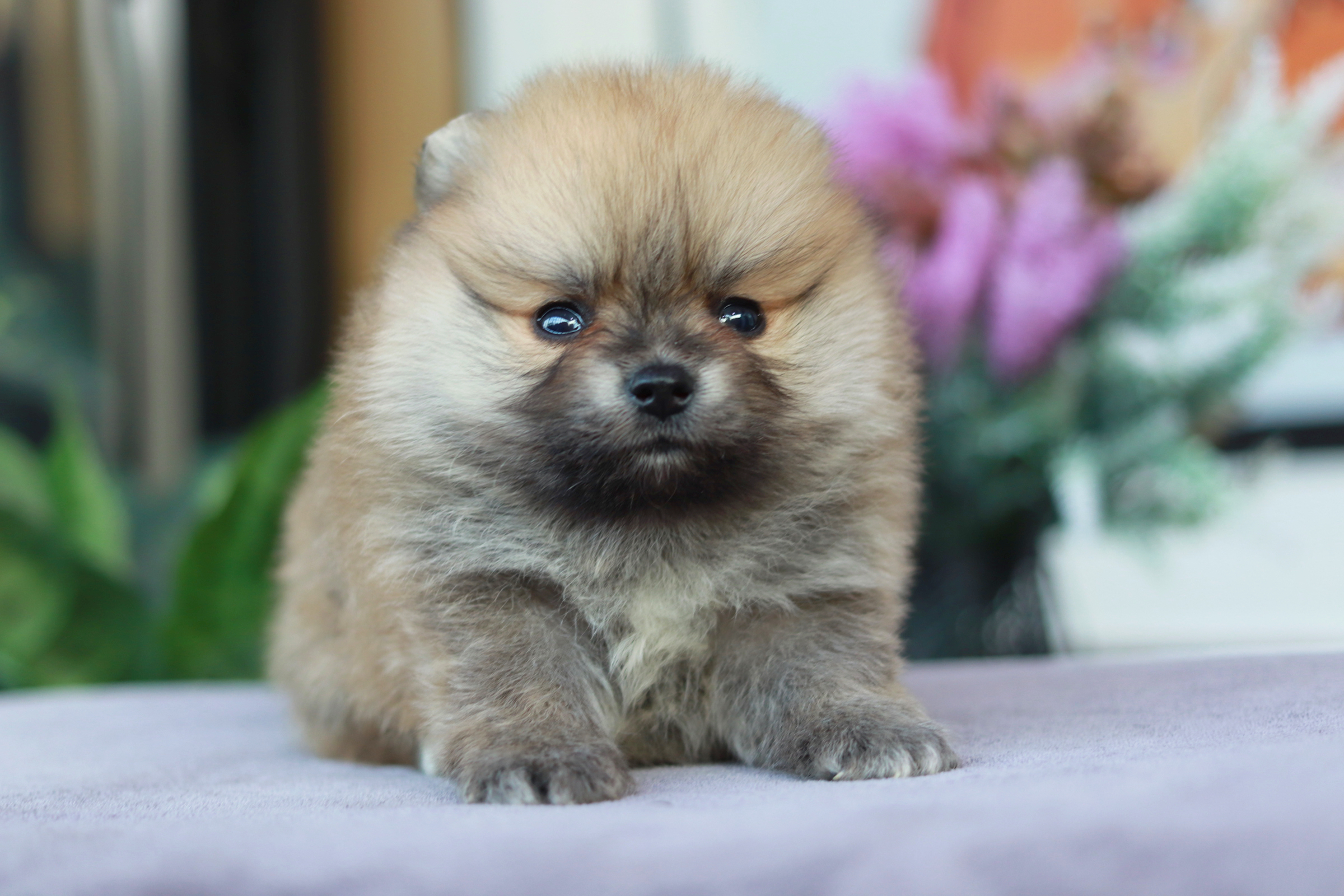 ปอมเมอเรเนียน เพศผู้