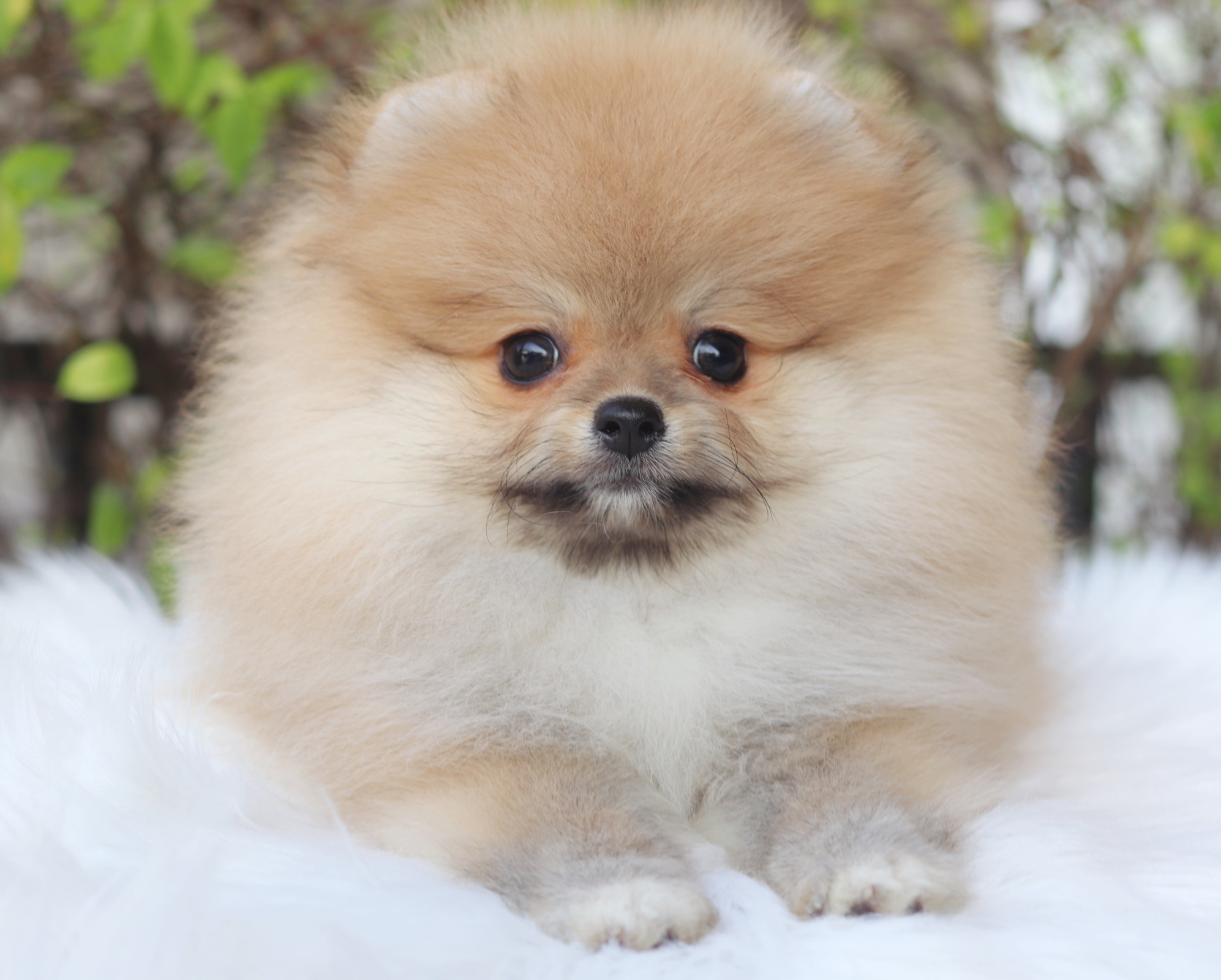 ปอมเมอเรเนียน เพศผู้สีส้ม