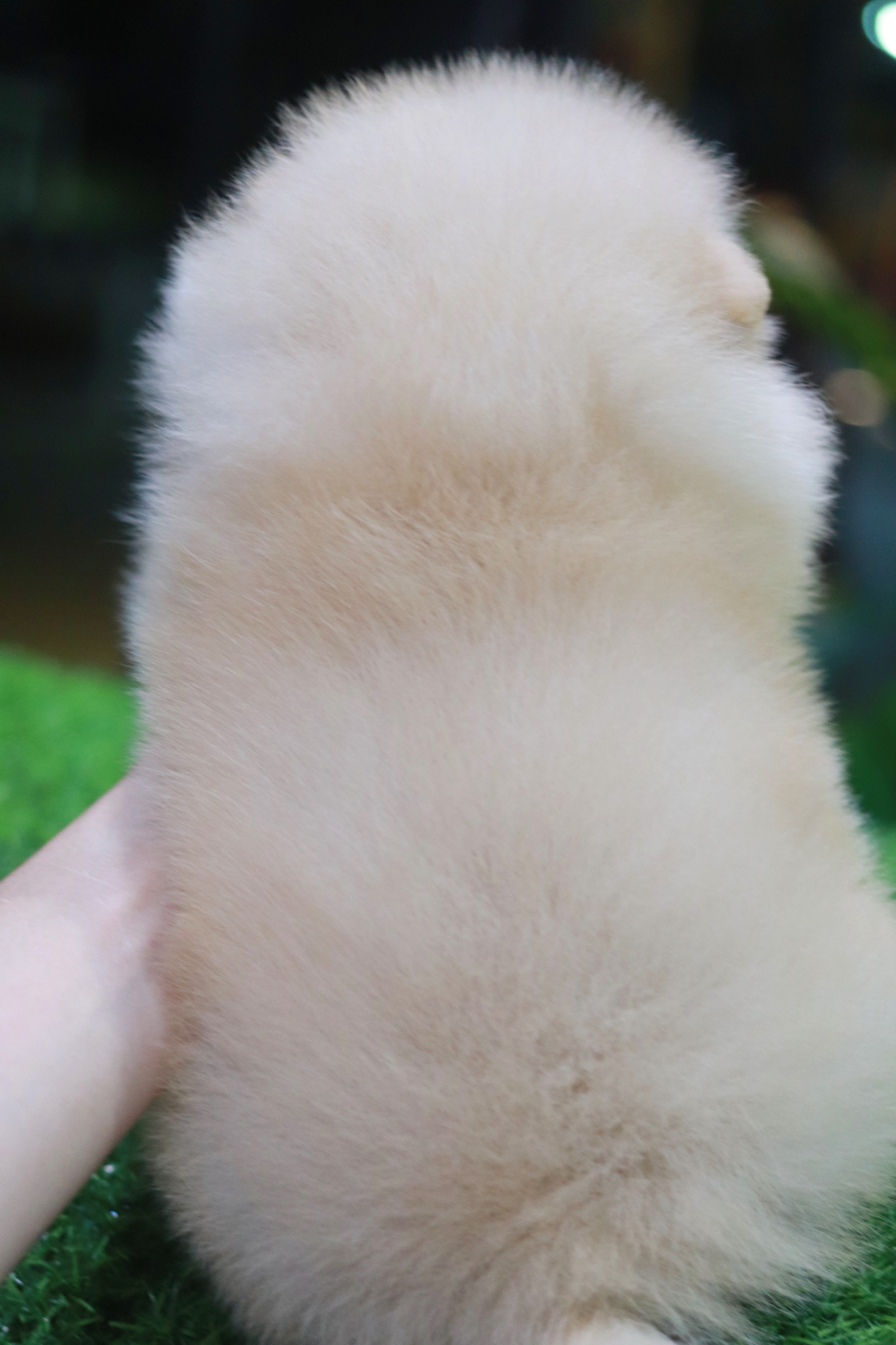 ปอมเมอเรเนียน เพศเมียสีครีม ขาแน่นๆ