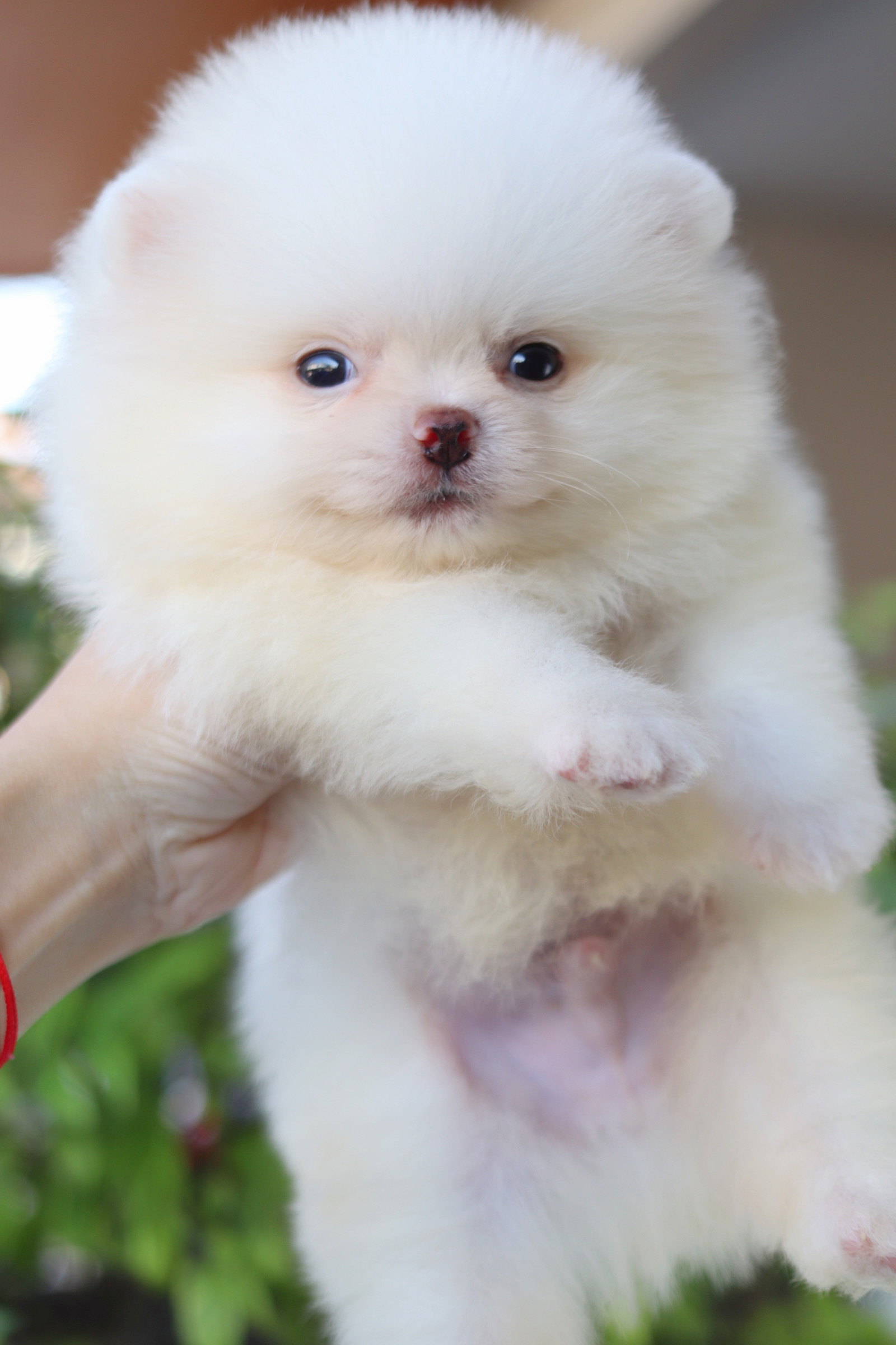 ปอมเมอเรเนียน เพศผู้สีขาวครีม