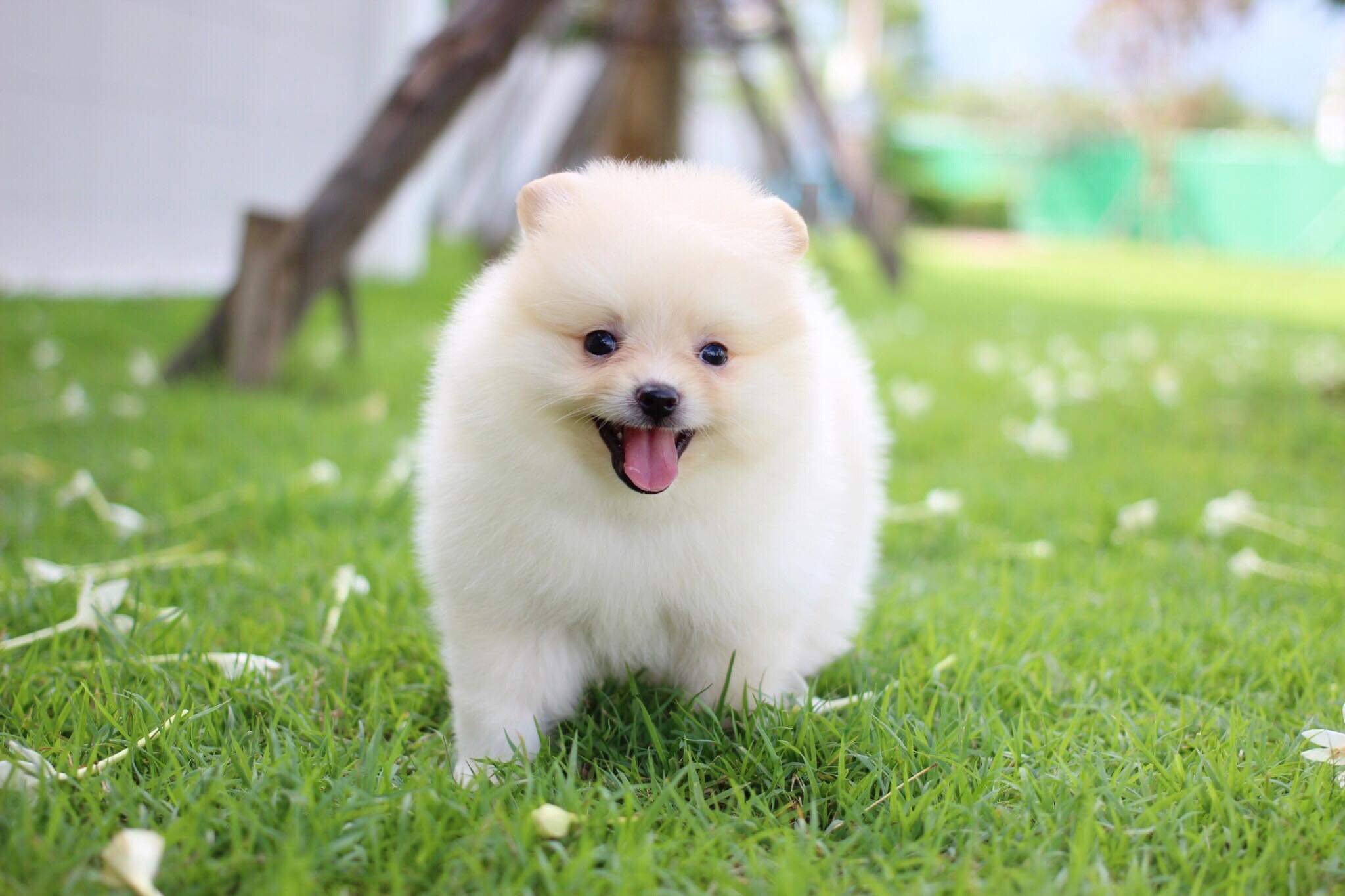 ปอมเมอเรเนียน เพศผู้