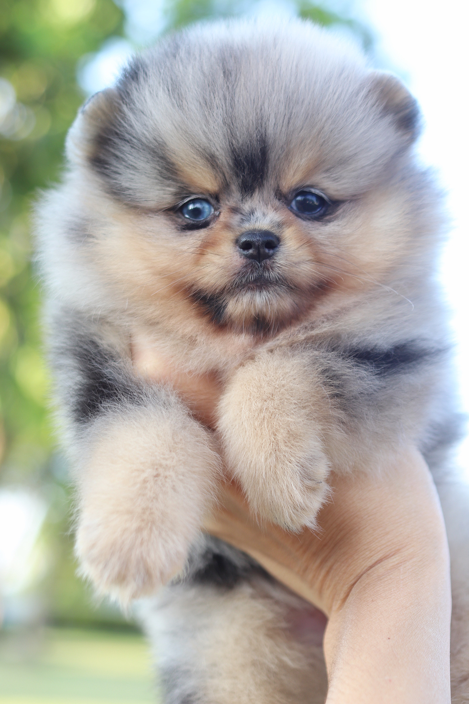 ปอมเมอเรเนียน เพศเมียสีเมอร์เร่