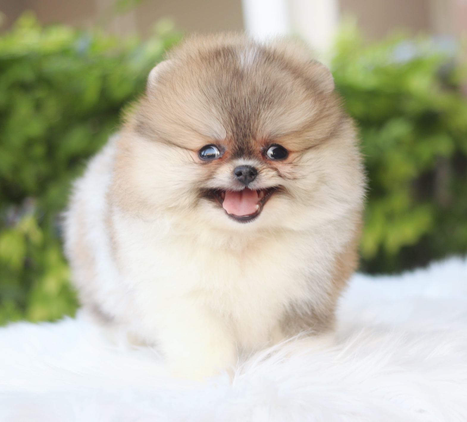 ปอมเมอเรเนียน เพศเมียสีแฟนซีเกรดโชว์