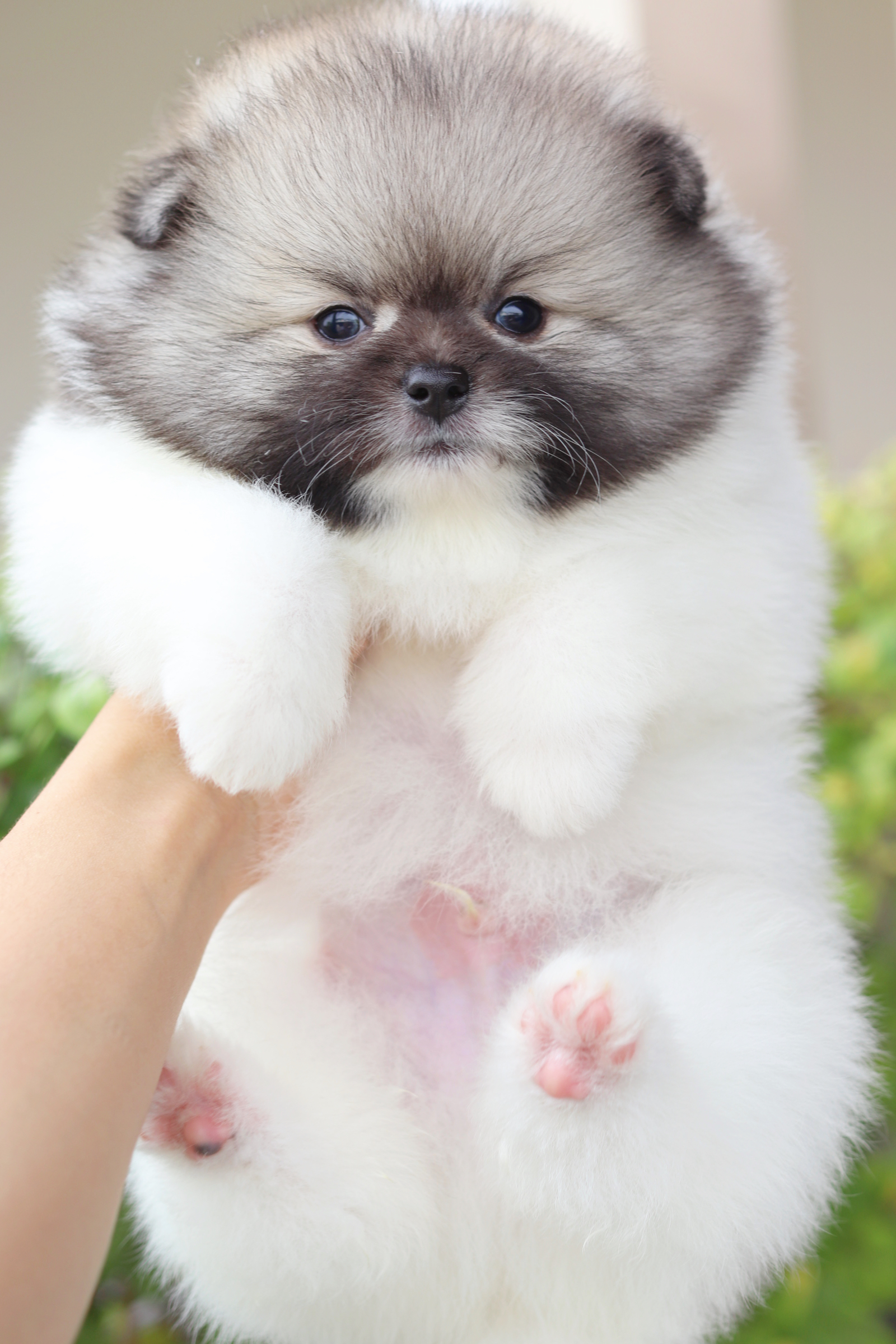 ปอมเมอเรเนียน เพศผู้สีแฟนซี