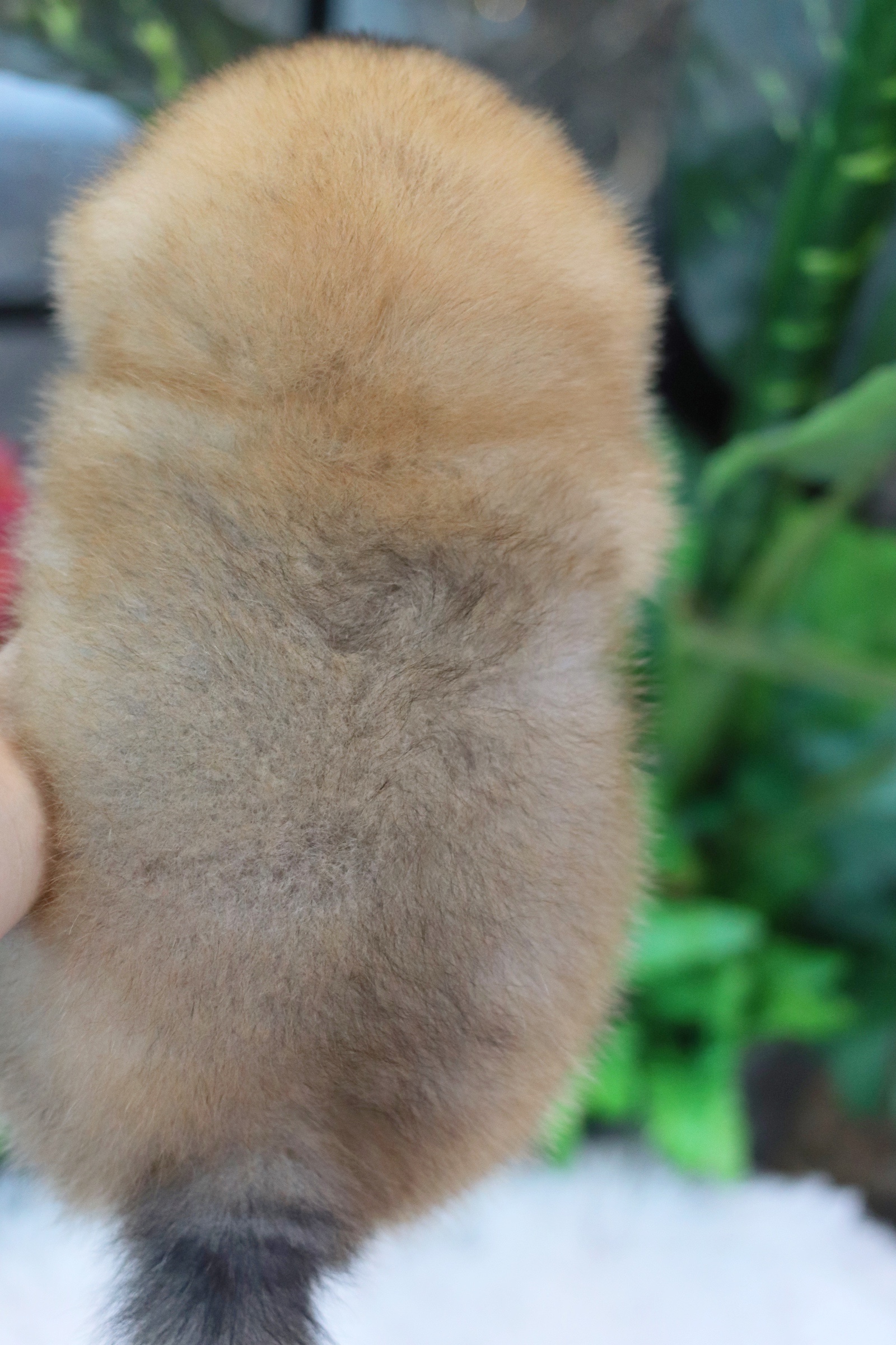 ปอมเมอเรเนียน เพศเมียสีส้ม