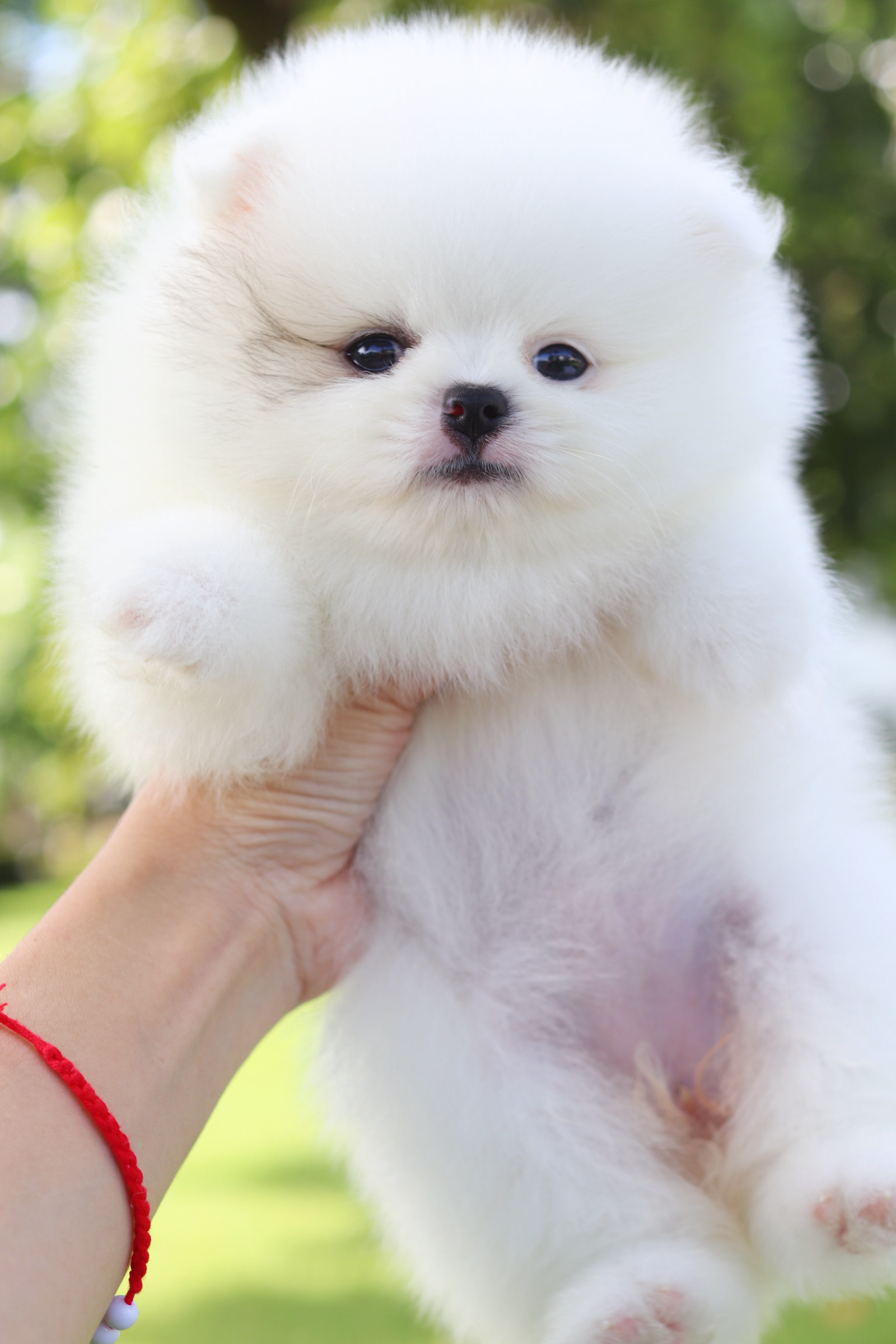 ปอมเมอเรเนียน เพศเมียสีแฟนซี