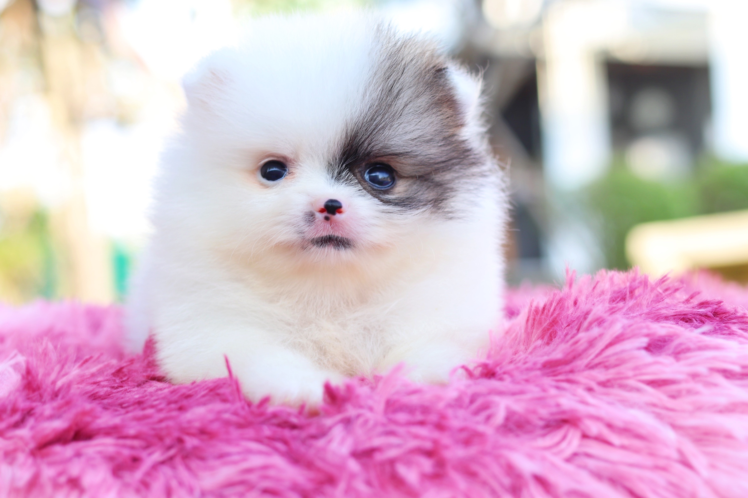 ปอมเมอเรเนียน เพศผู้แฟนซี ไซส์เล็ก