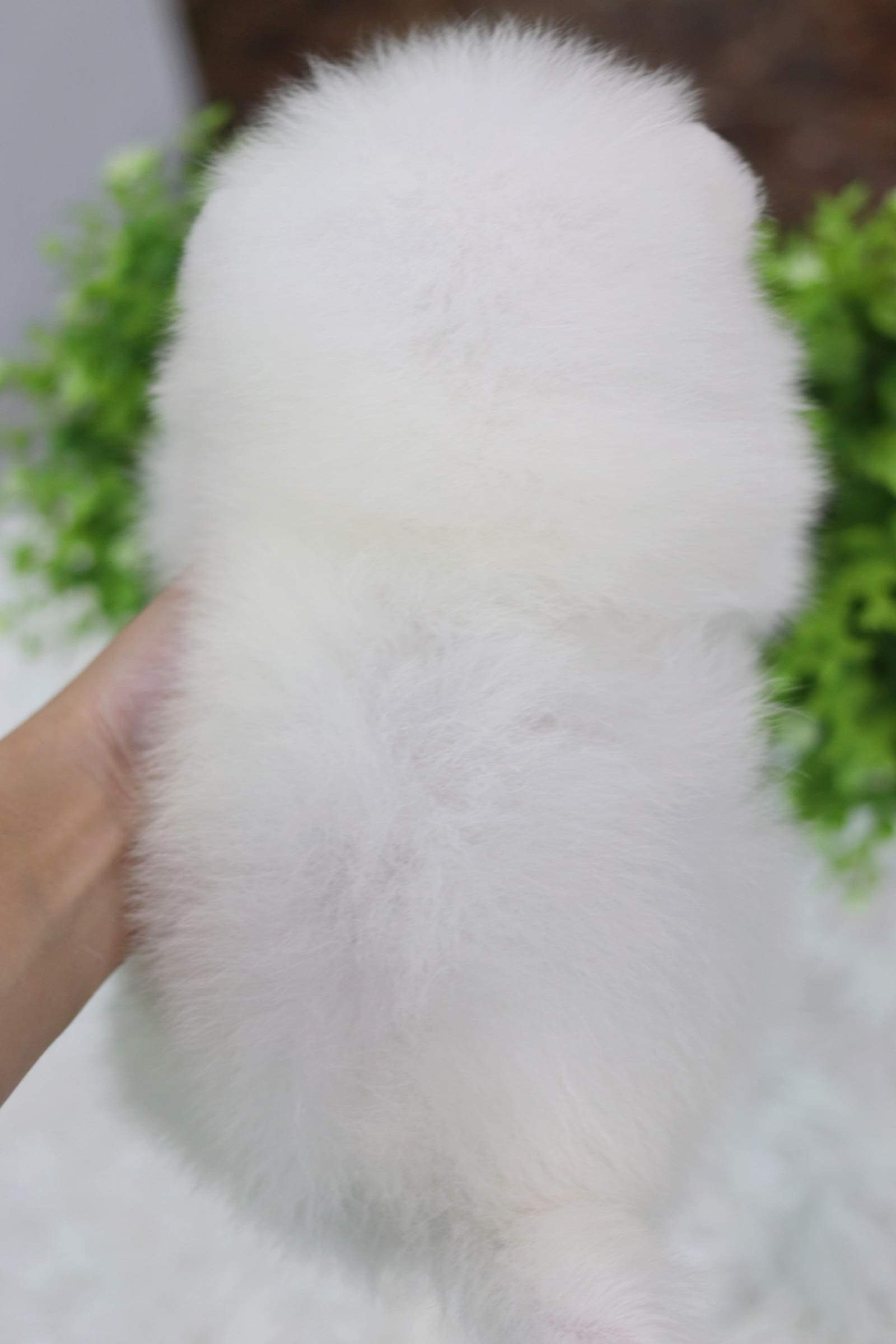 ปอมเมอเรเนียน เพศผู้