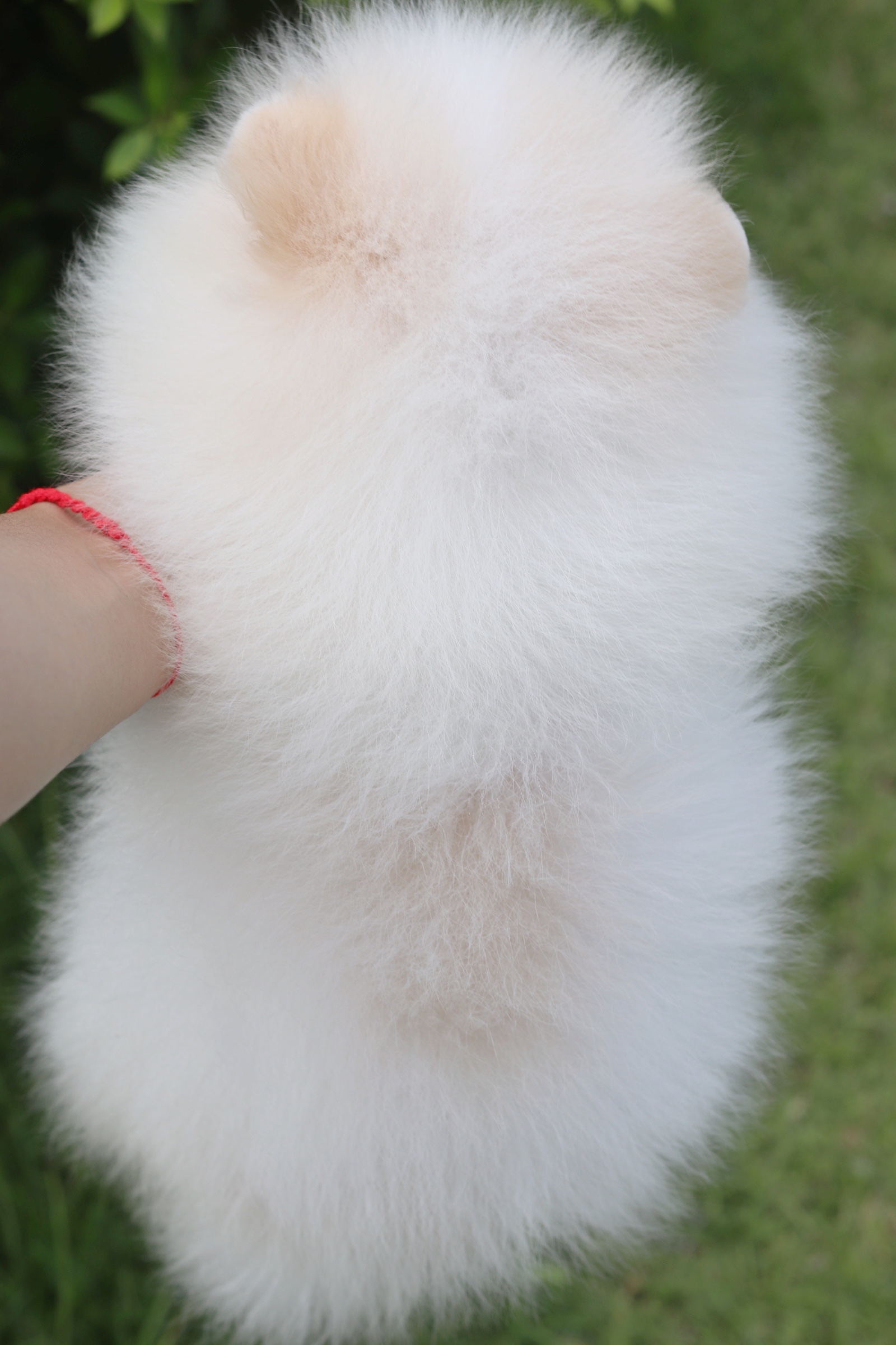 ปอมเมอเรเนียน เพศเมียสีขาวครีม