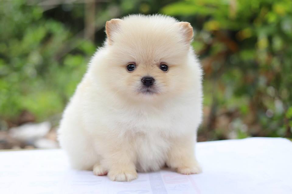 ปอมเมอเรเนียน เพศเมีย