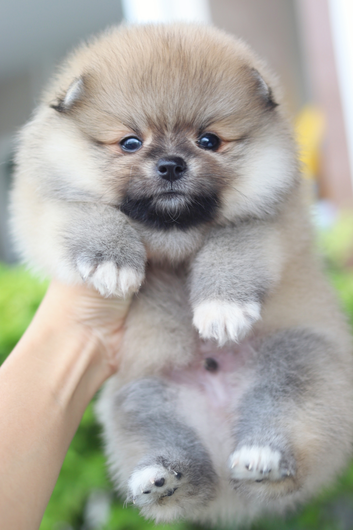 ปอมเมอเรเนียน เพศผู้สีส้ม