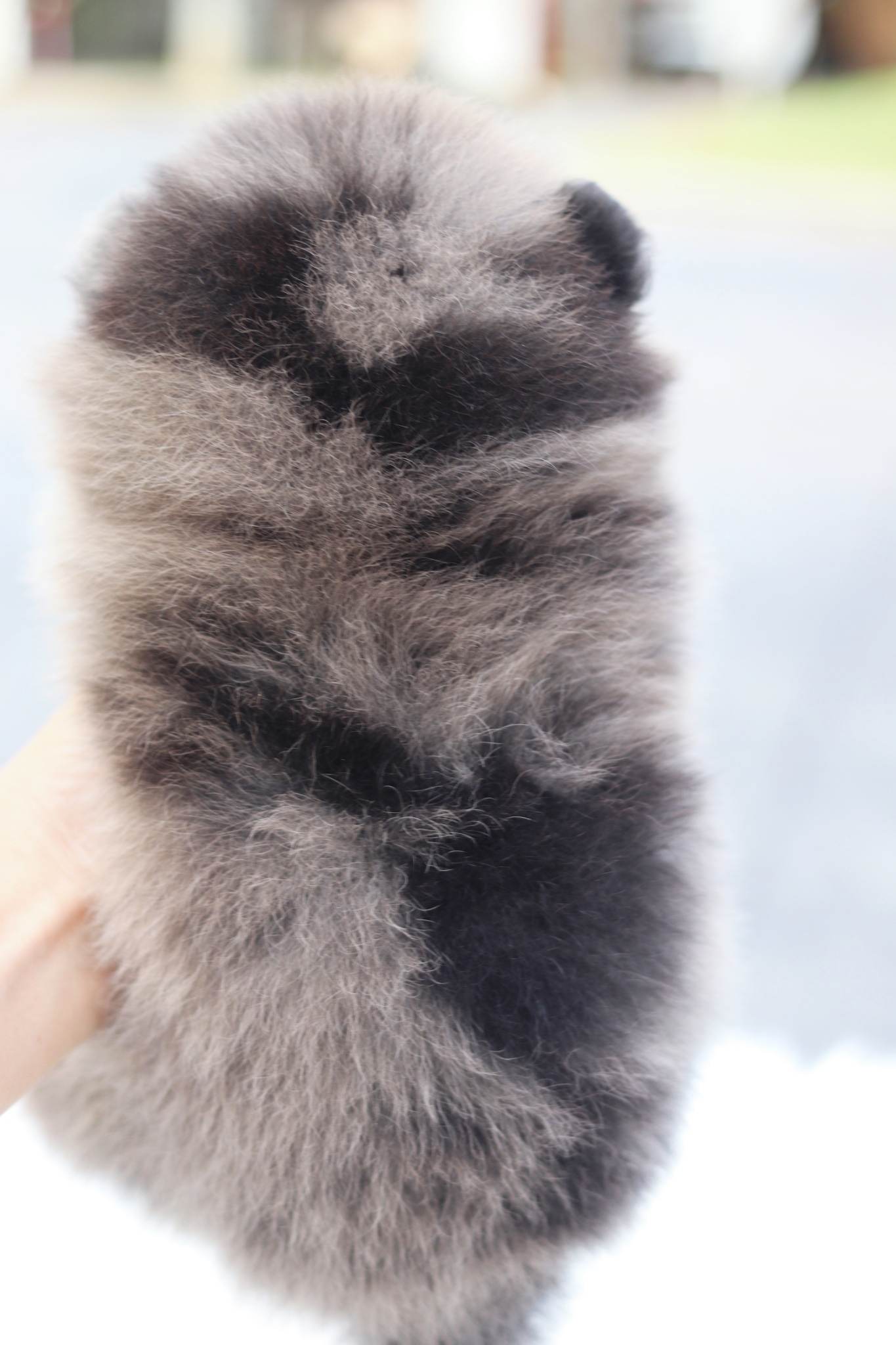 ปอมเมอเรเนียน เพศผู้สีเมอร์เร่