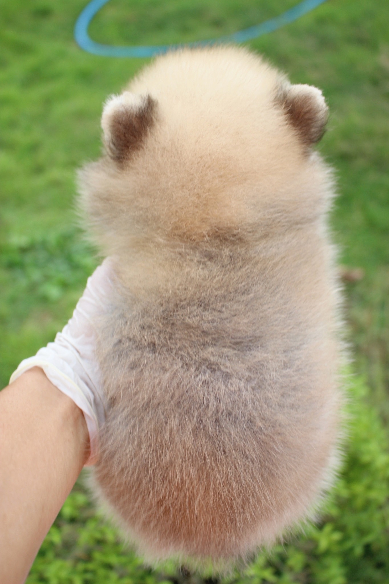 ปอมเมอเรเนียน เพศผู้ สีส้ม