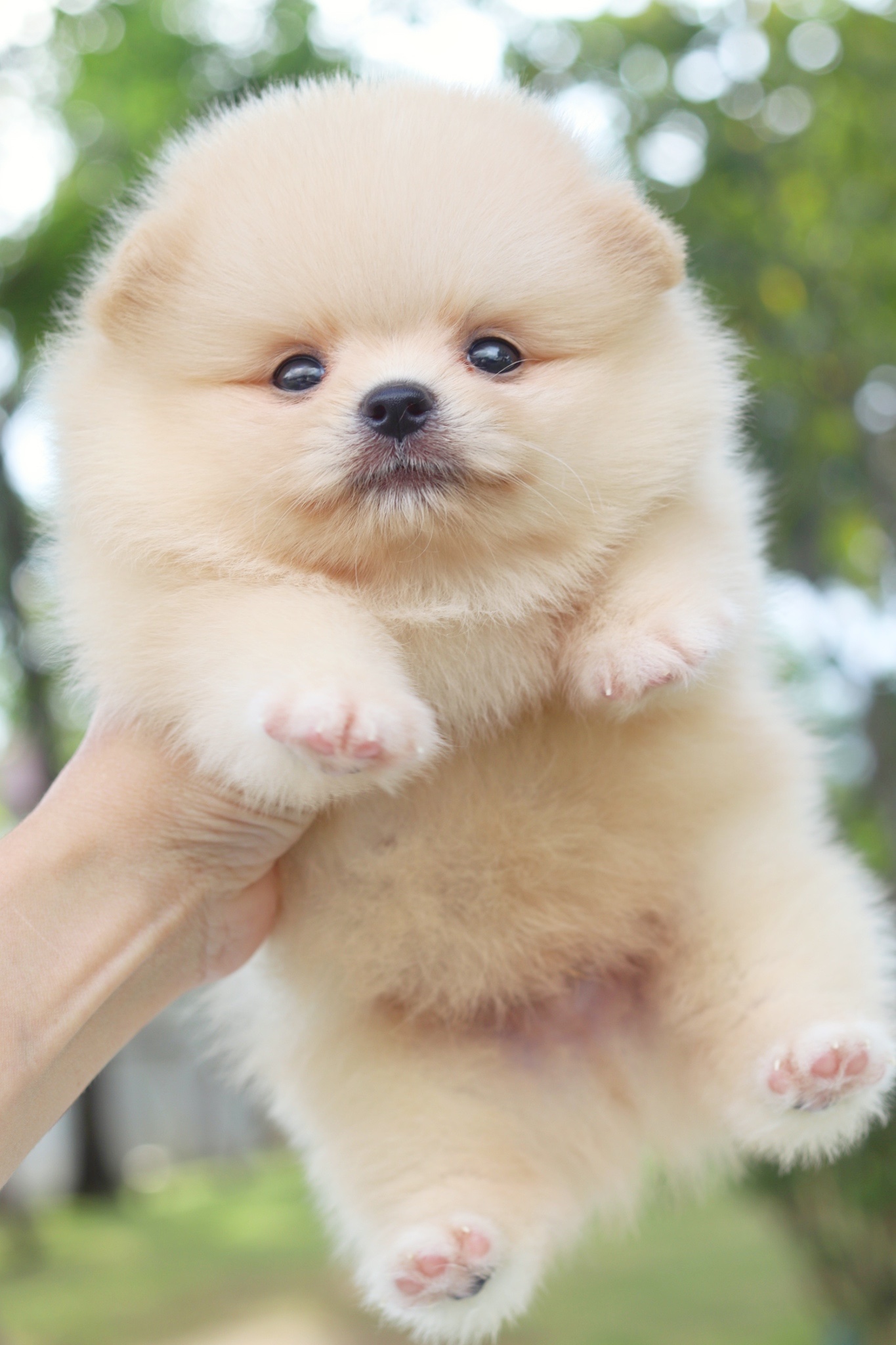 ปอมเมอเรเนียน เพศผู้สีครีม