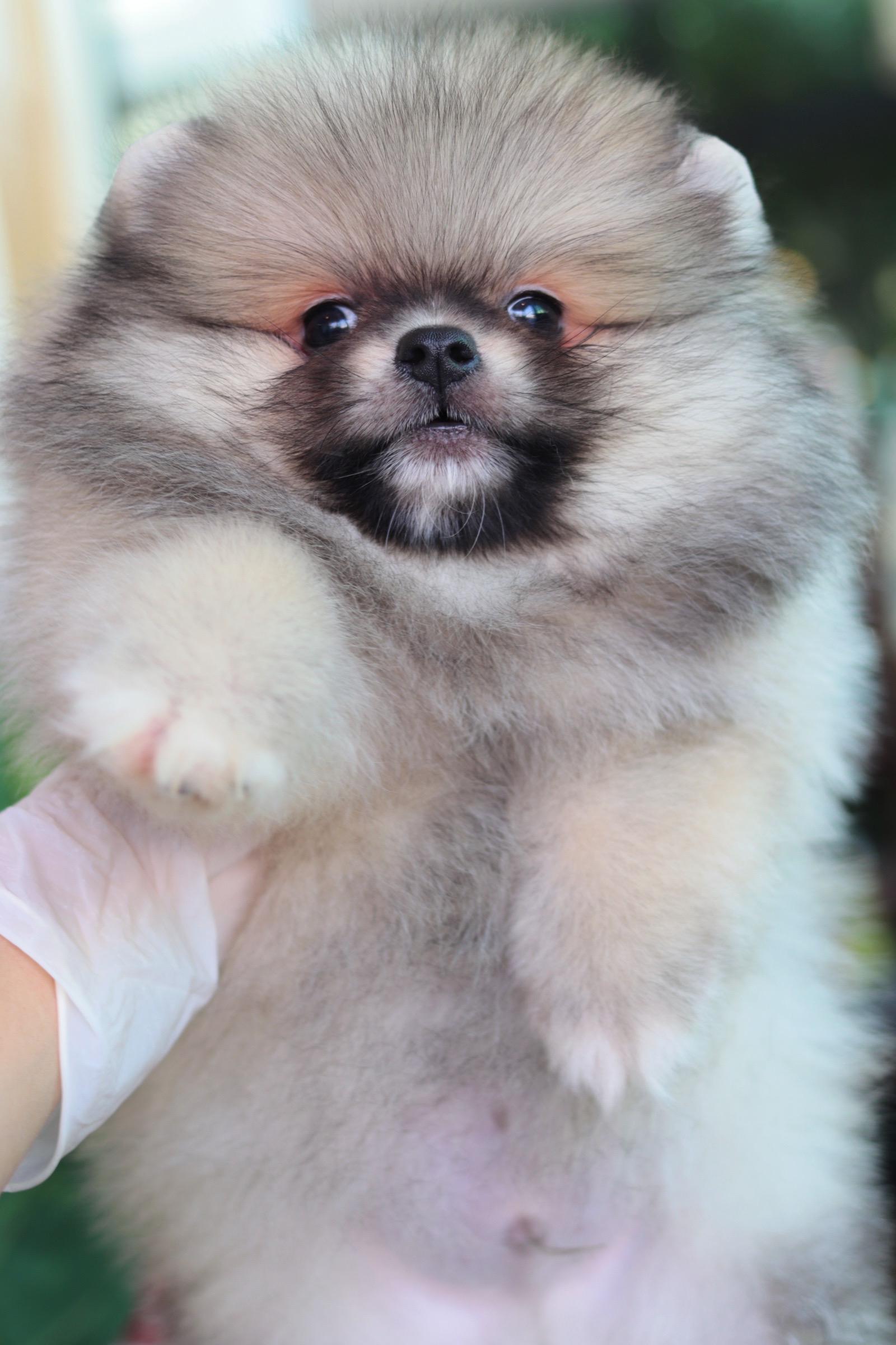 ปอมเมอเรเนียน เพศผู้ สีส้ม ขนแน่นหน้าตุ๊กตา