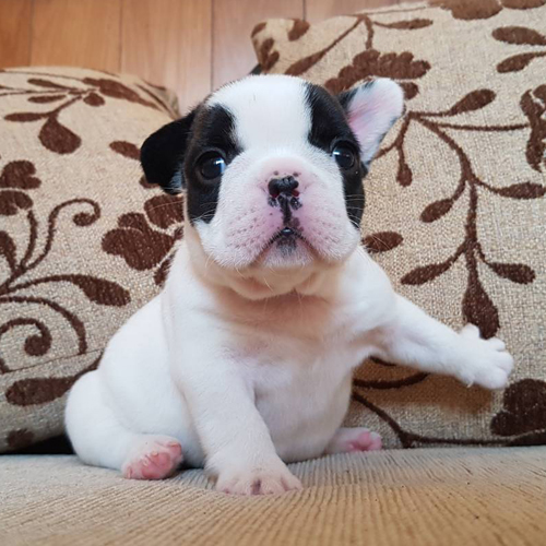 เฟรนช์บูลด็อก เพศเมีย สีขาวดำ น่าตาน่ารัก
