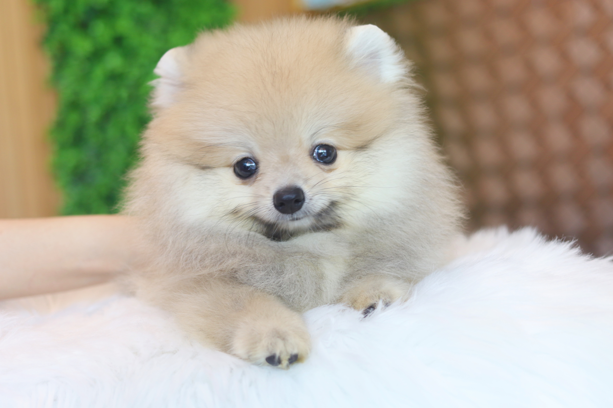 ปอมเมอเรเนียน เพศผู้สีส้ม