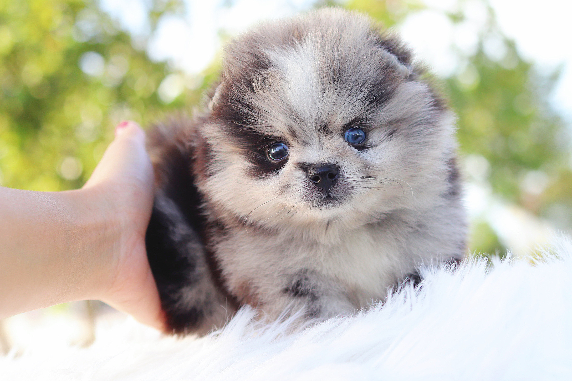 ปอมเมอเรเนียน เพศผู้ สีเมอร์เร่เกรดโชว์