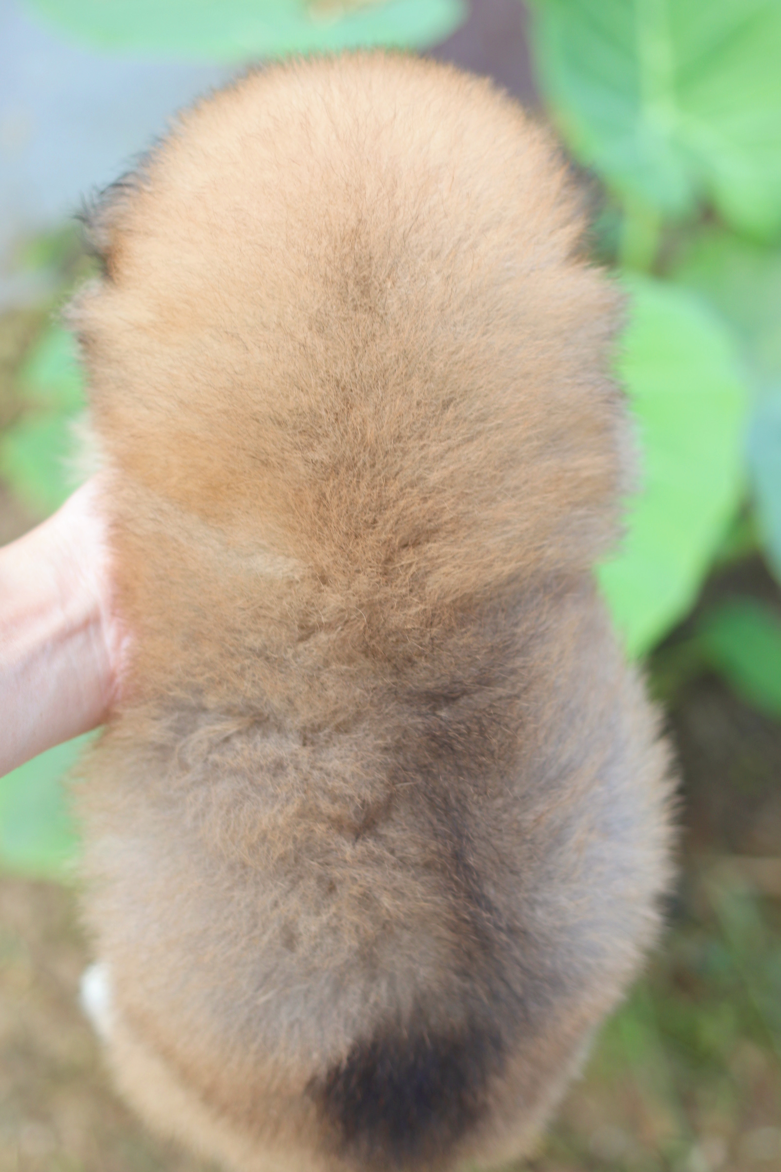 ปอมเมอเรเนียน เพศผู้สีส้ม