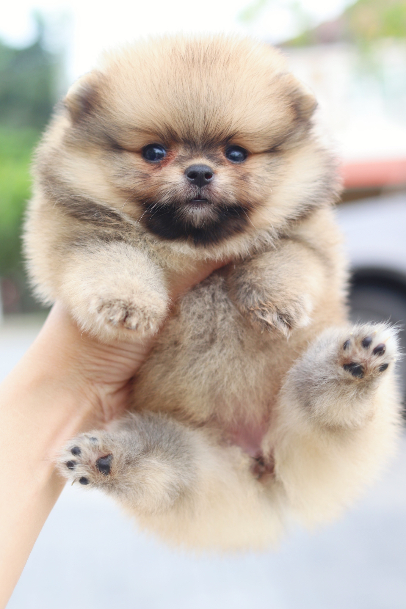 ปอมเมอเรเนียน เพศเมียสีส้ม