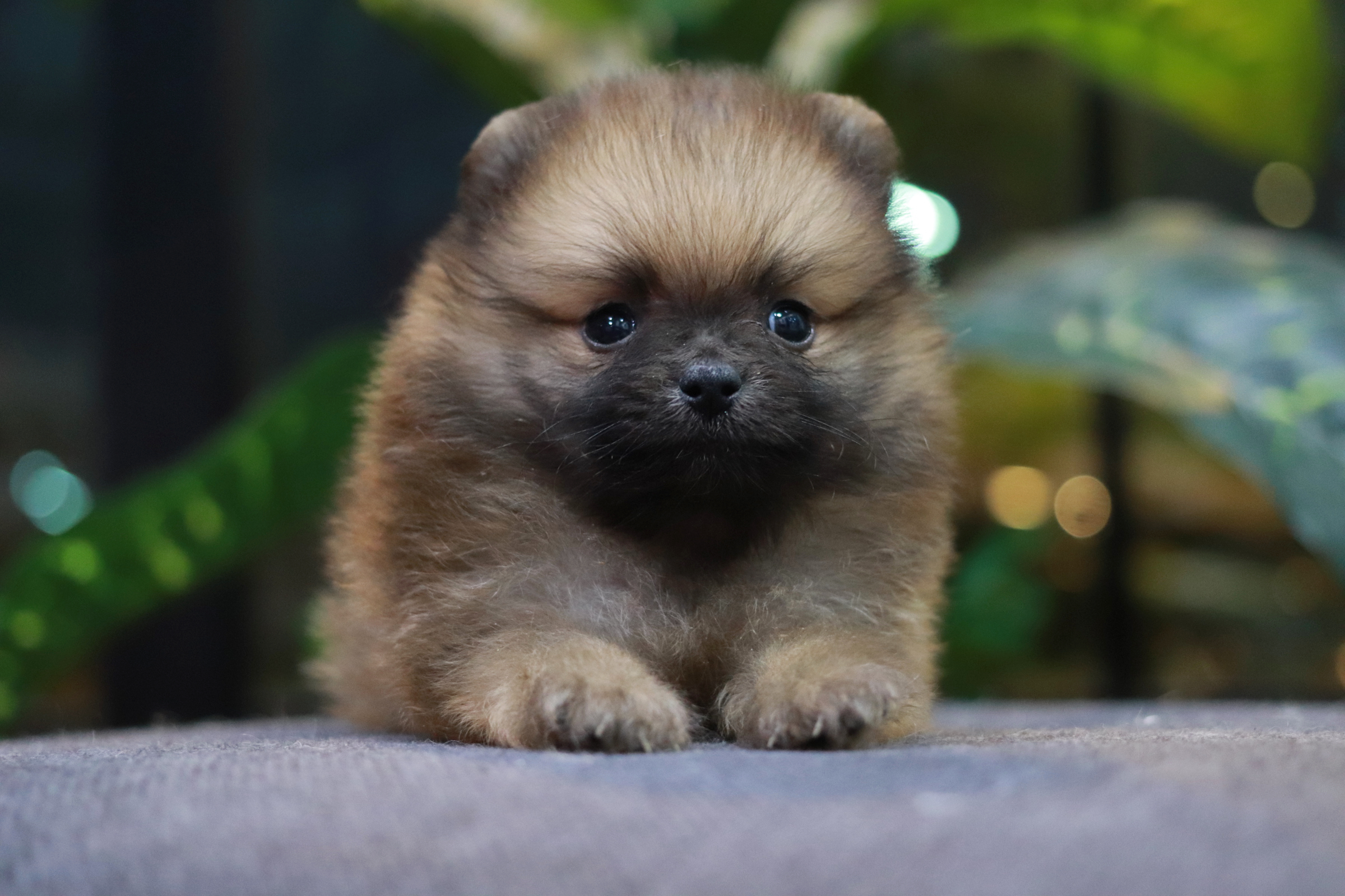 ปอมเมอเรเนียน เพศผู้