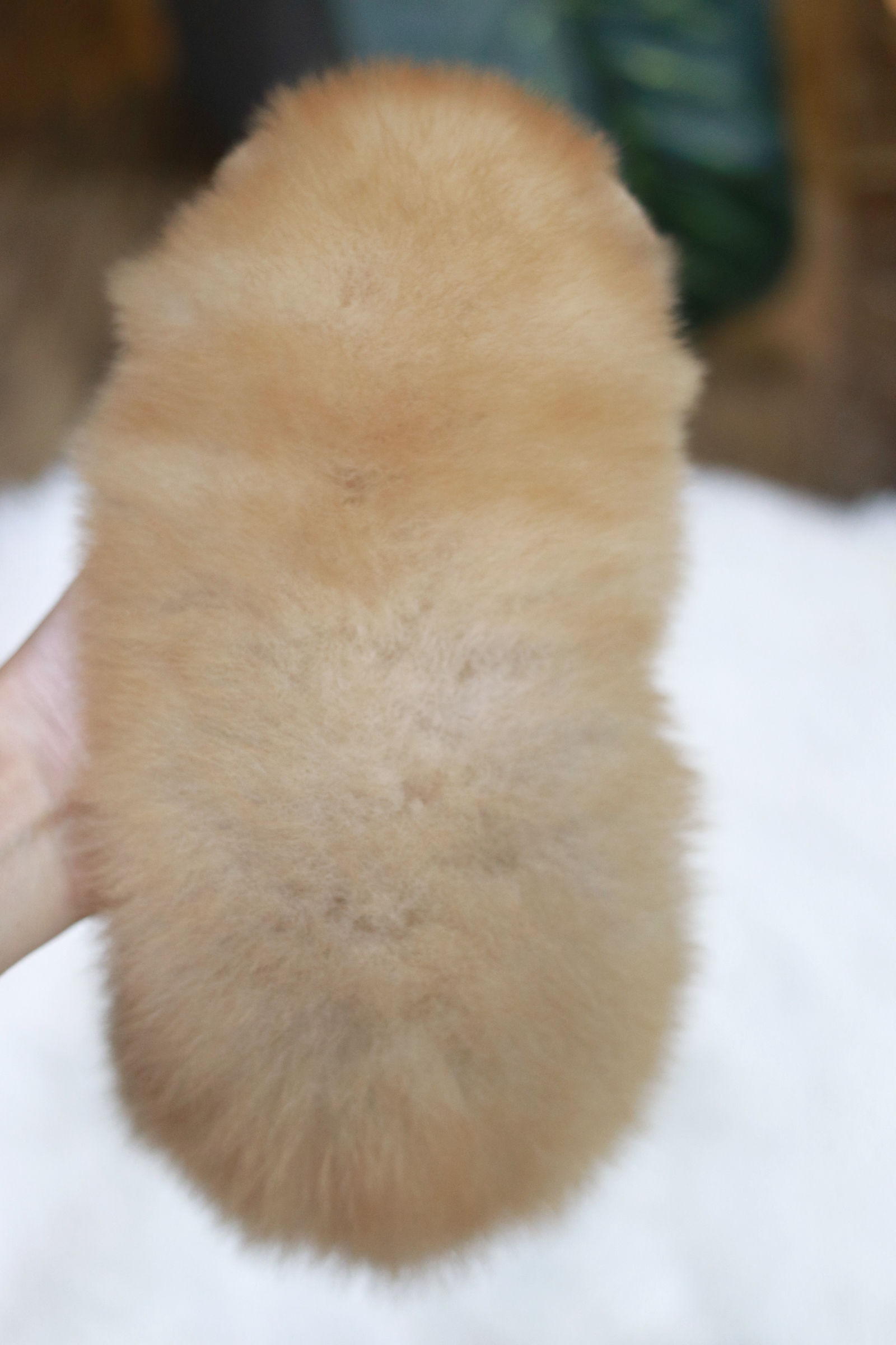 ปอมเมอเรเนียน เพศเมีย สีส้มอ่อน