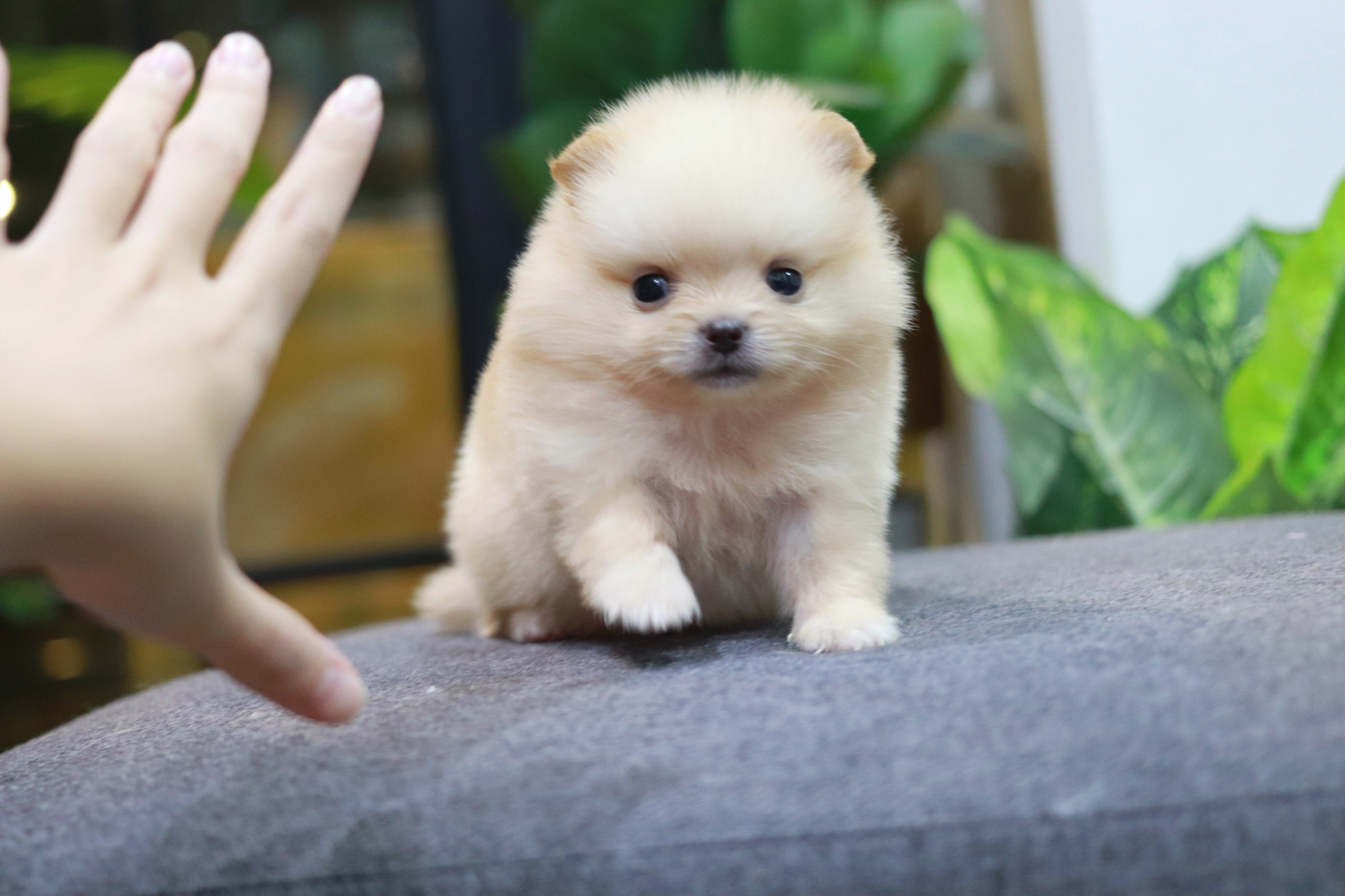 ปอมเมอเรเนียน เพศผู้ ไซส์ทีคัพ