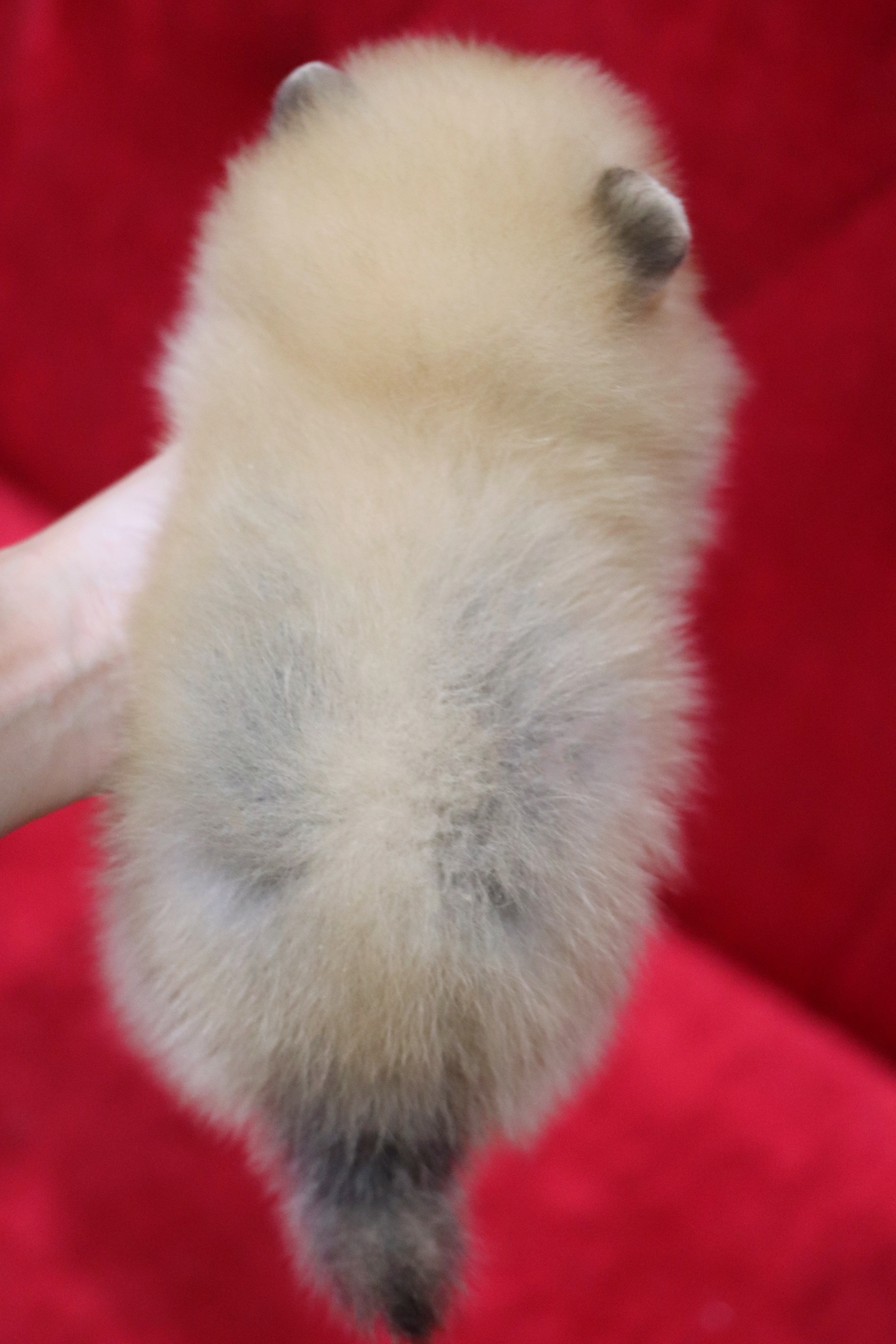 ปอมเมอเรเนียน เพศเมียสีส้ม