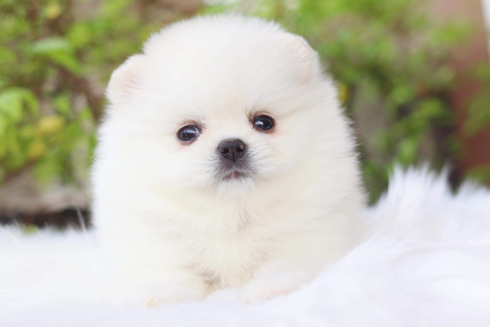 ปอมเมอเรเนียน เพศเมีย สีขาวครีม