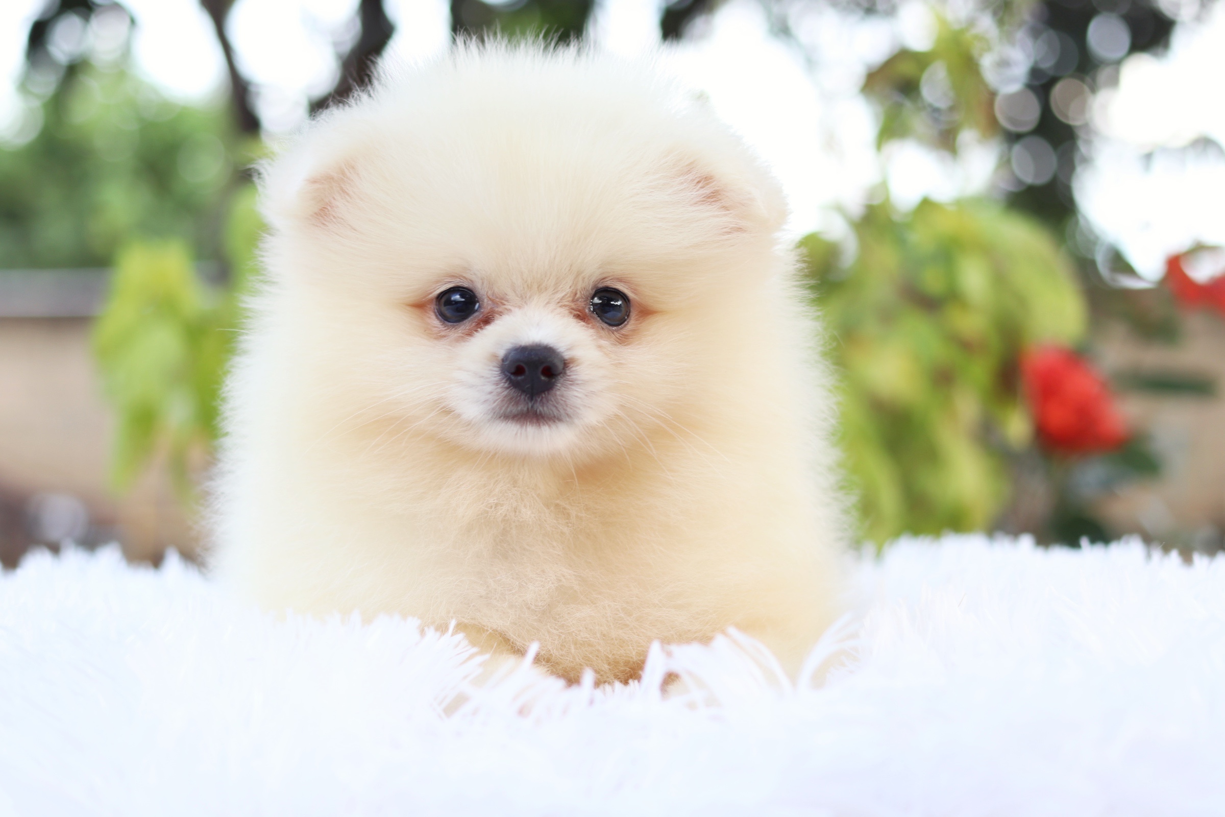 ปอมเมอเรเนียน เพศผู้ สีขาวครีม