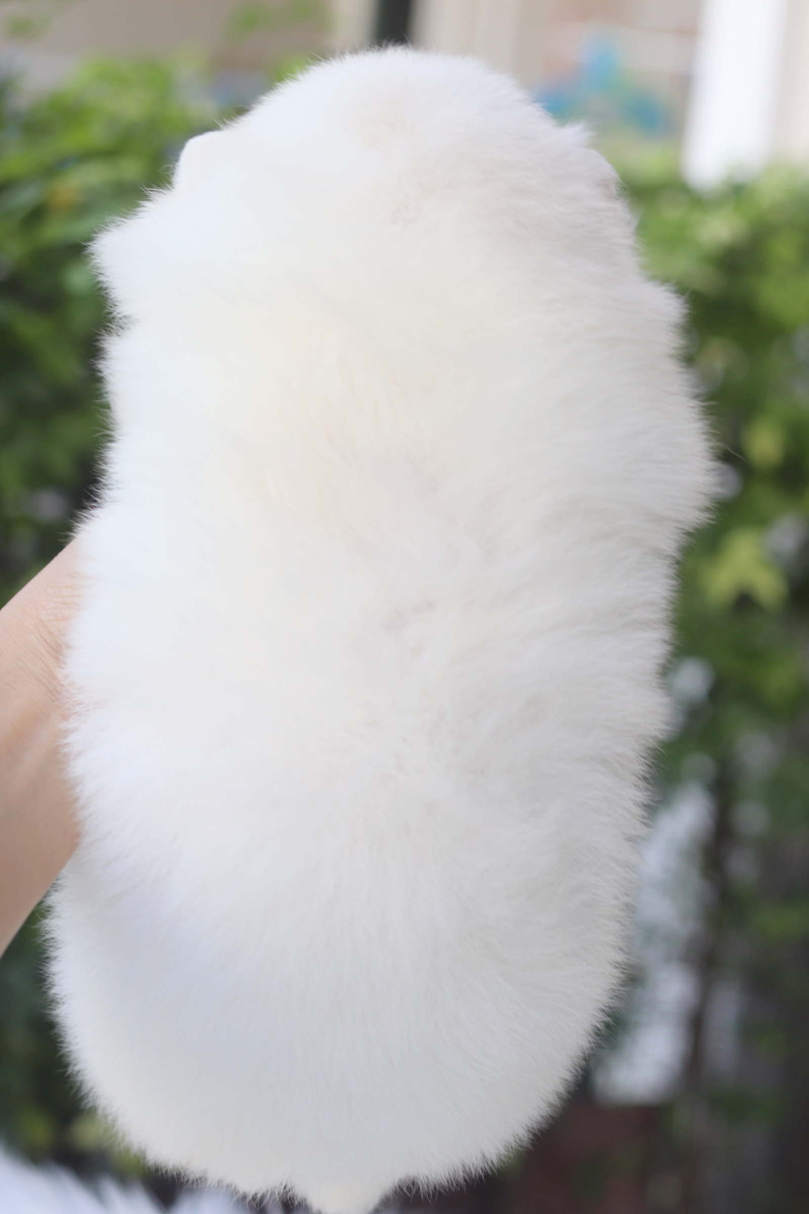 ปอมเมอเรเนียน เพศเมียสีขาวครีมเกรดโชว์