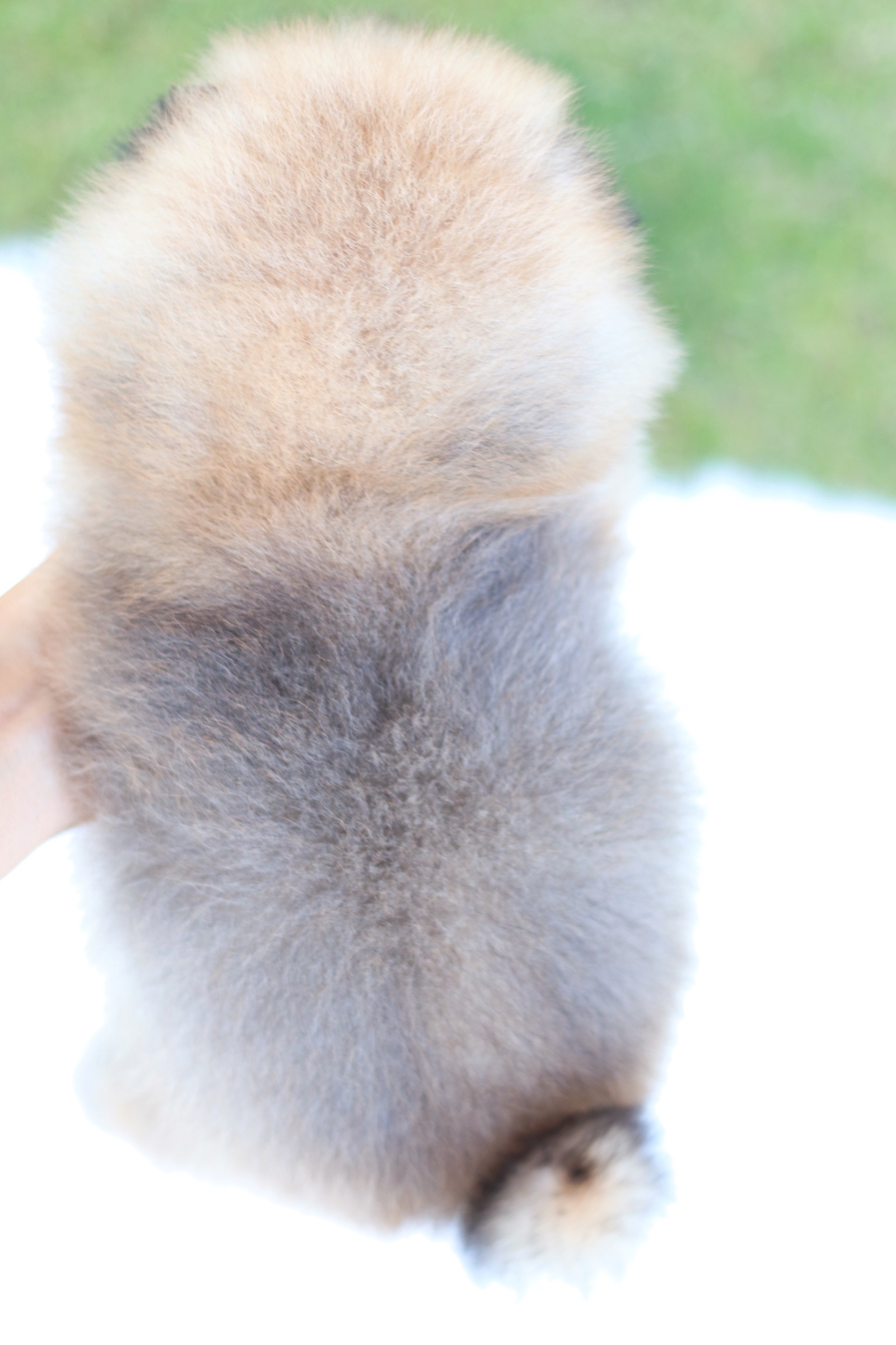 ปอมเมอเรเนียน เพศเมียสีส้ม เกรดโชว์