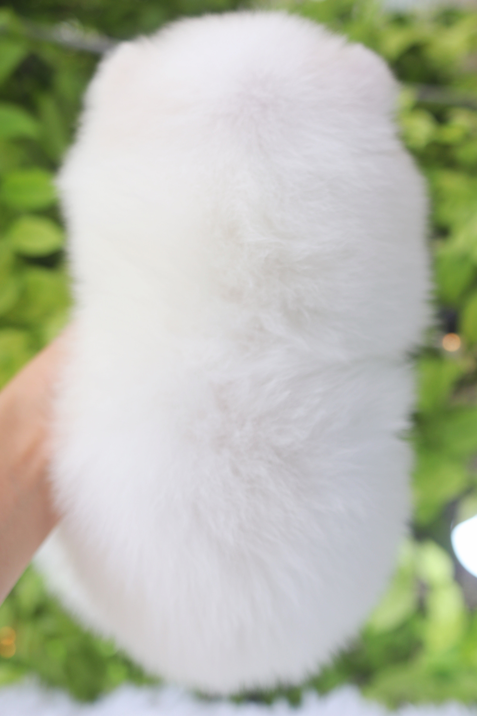 ปอมเมอเรเนียน เพศเมียสีขาว