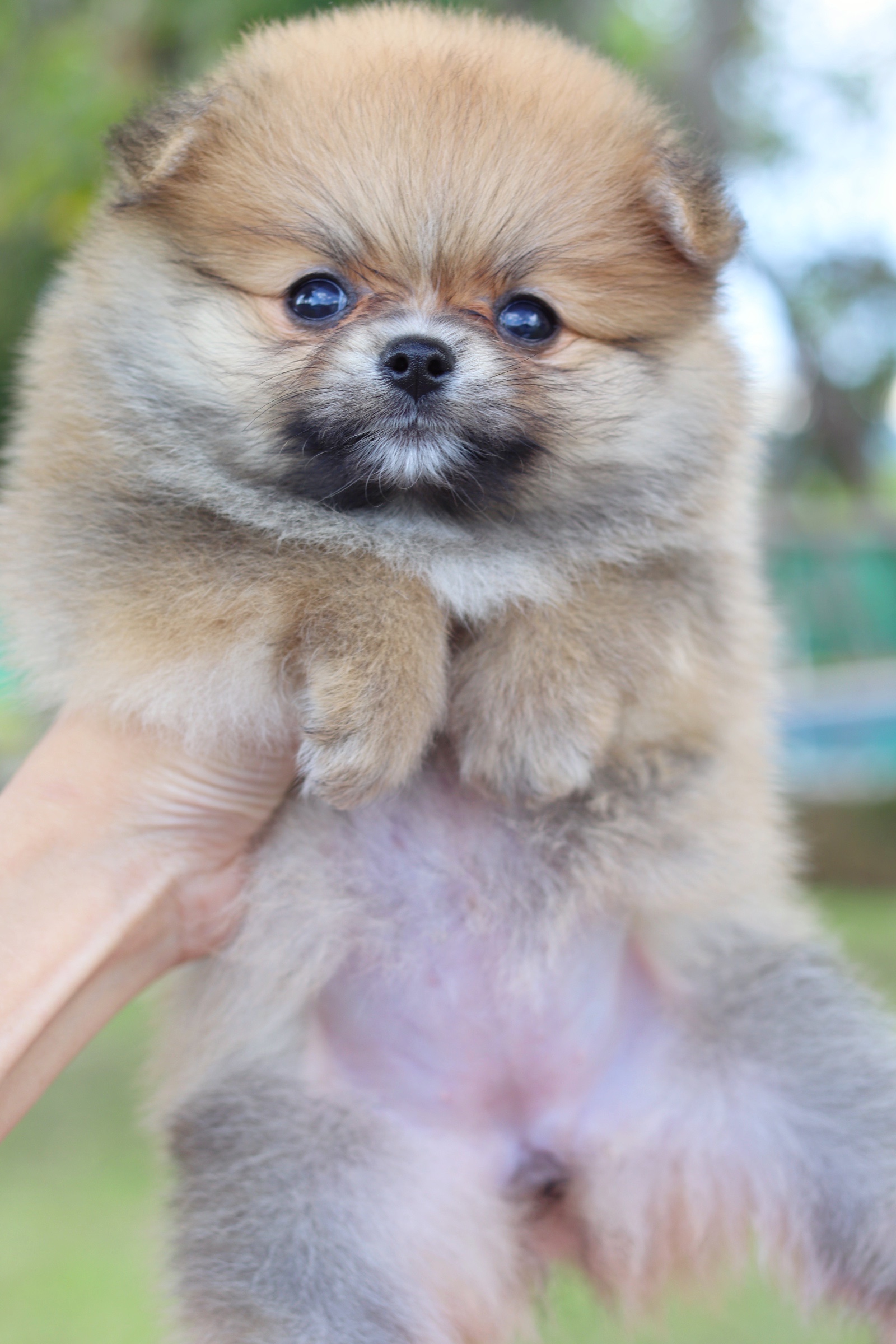 ปอมเมอเรเนียน เพศเมียสีส้ม