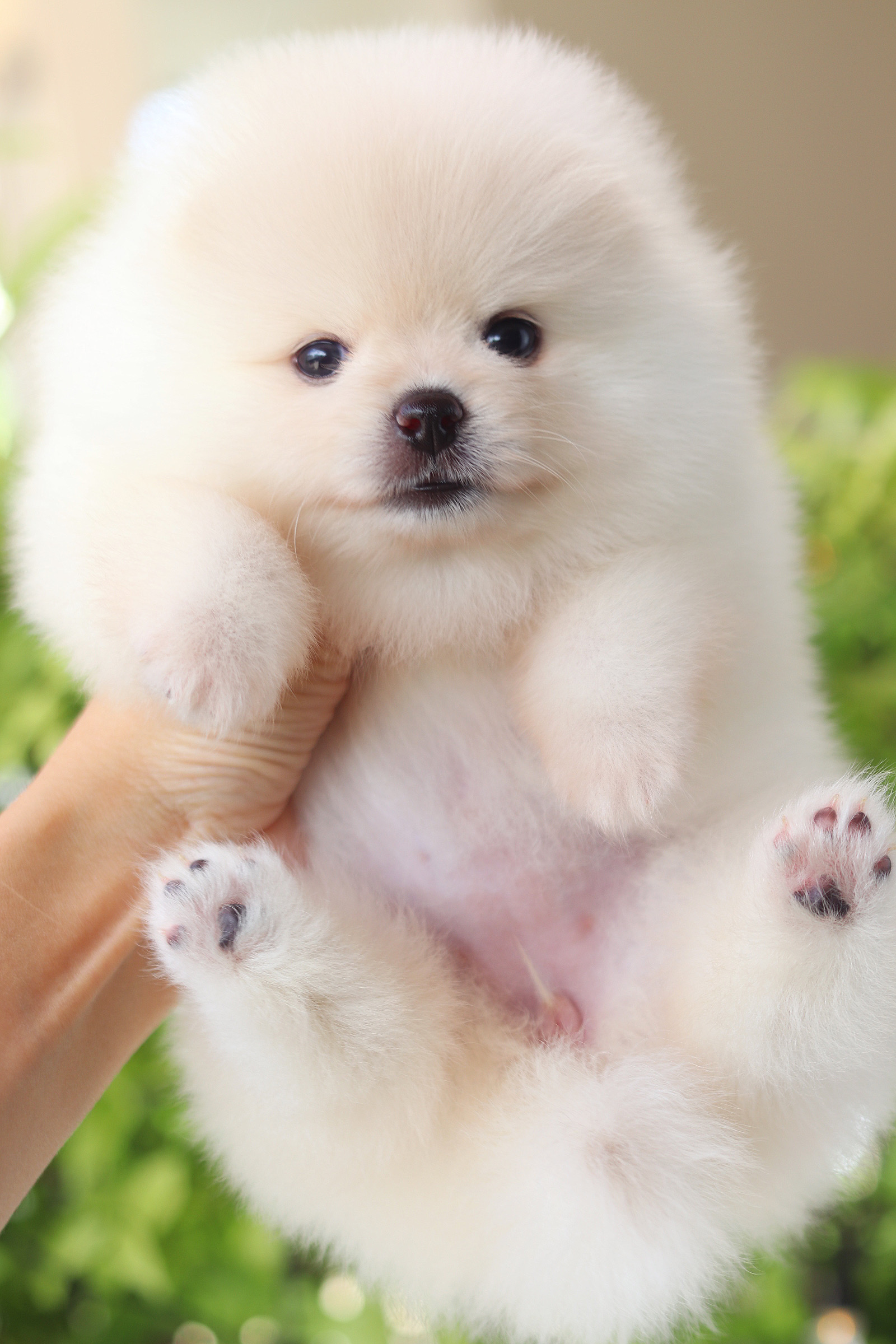 ปอมเมอเรเนียน เพศเมียสีขาวครีม