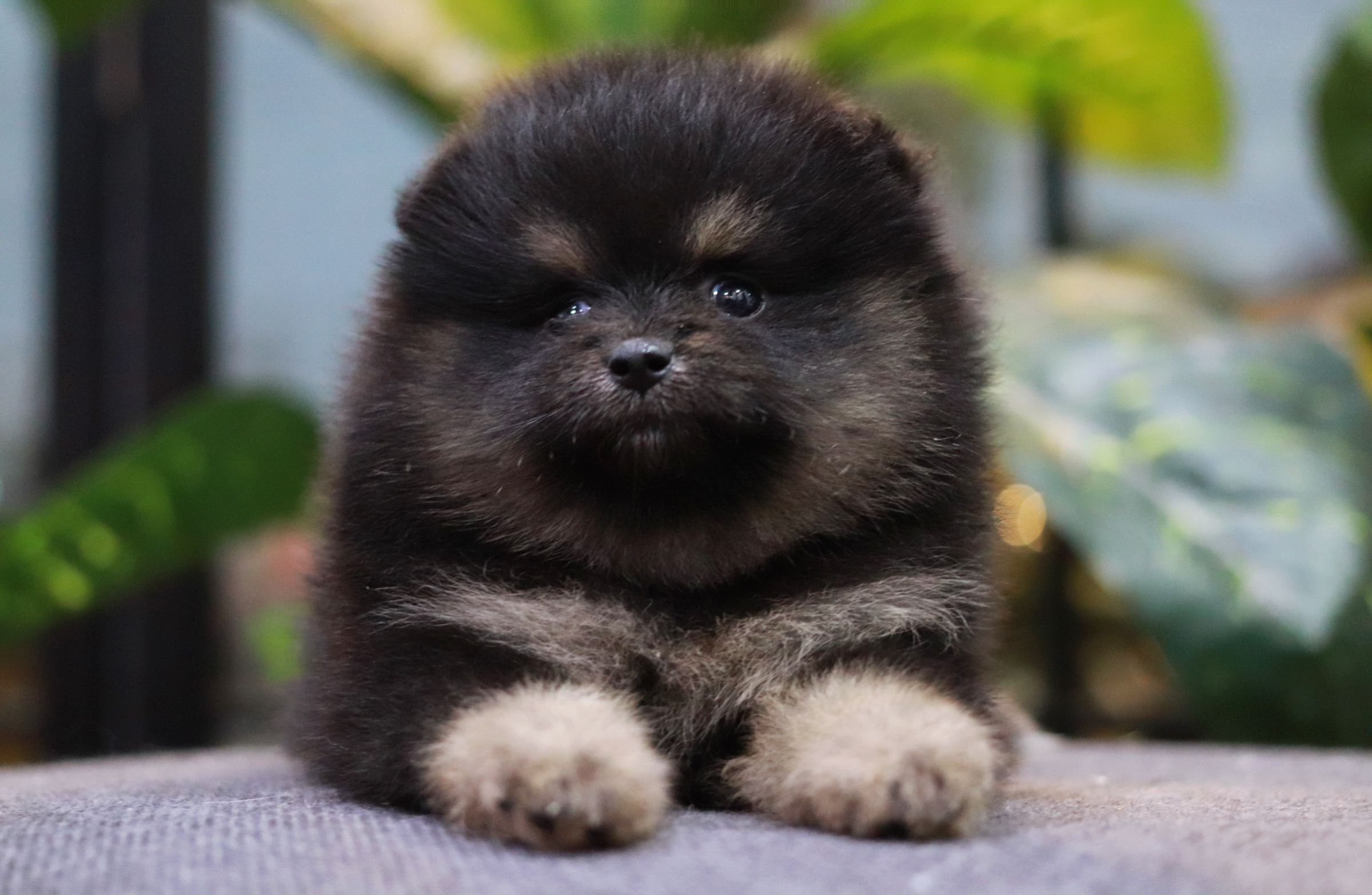 ปอมเมอเรเนียน เพศเมีย แบล็คแทน