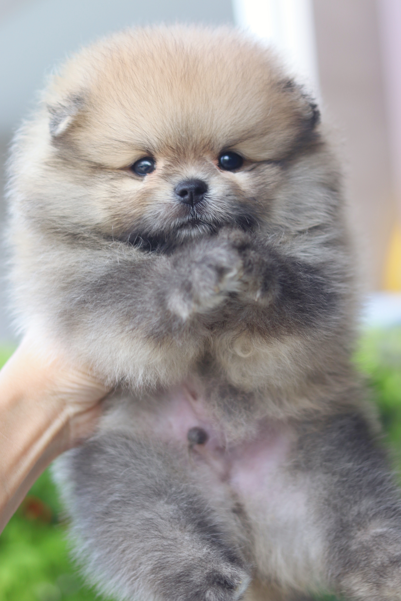 ปอมเมอเรเนียน เพศผู้สีส้มเกรดโชว์