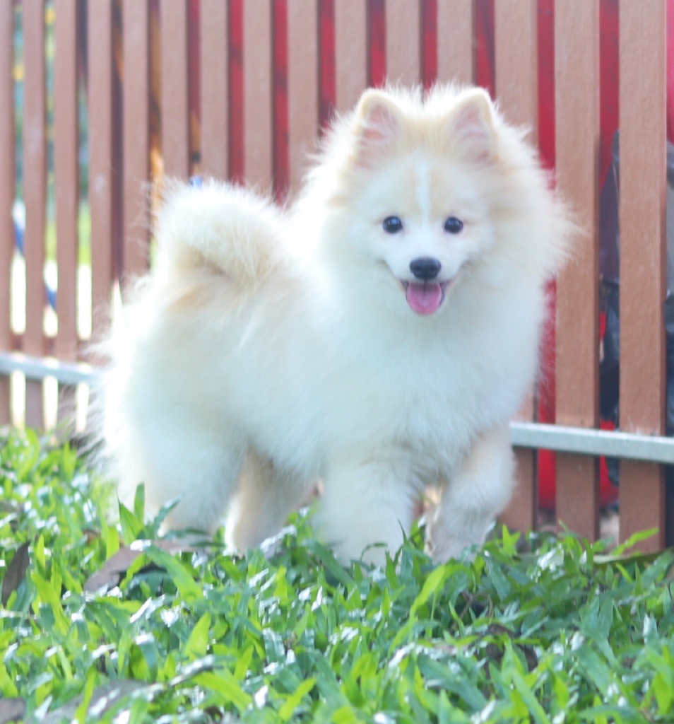 ปอมเมอเรเนียน เพศผู้ สีครีม ห้าเดือน