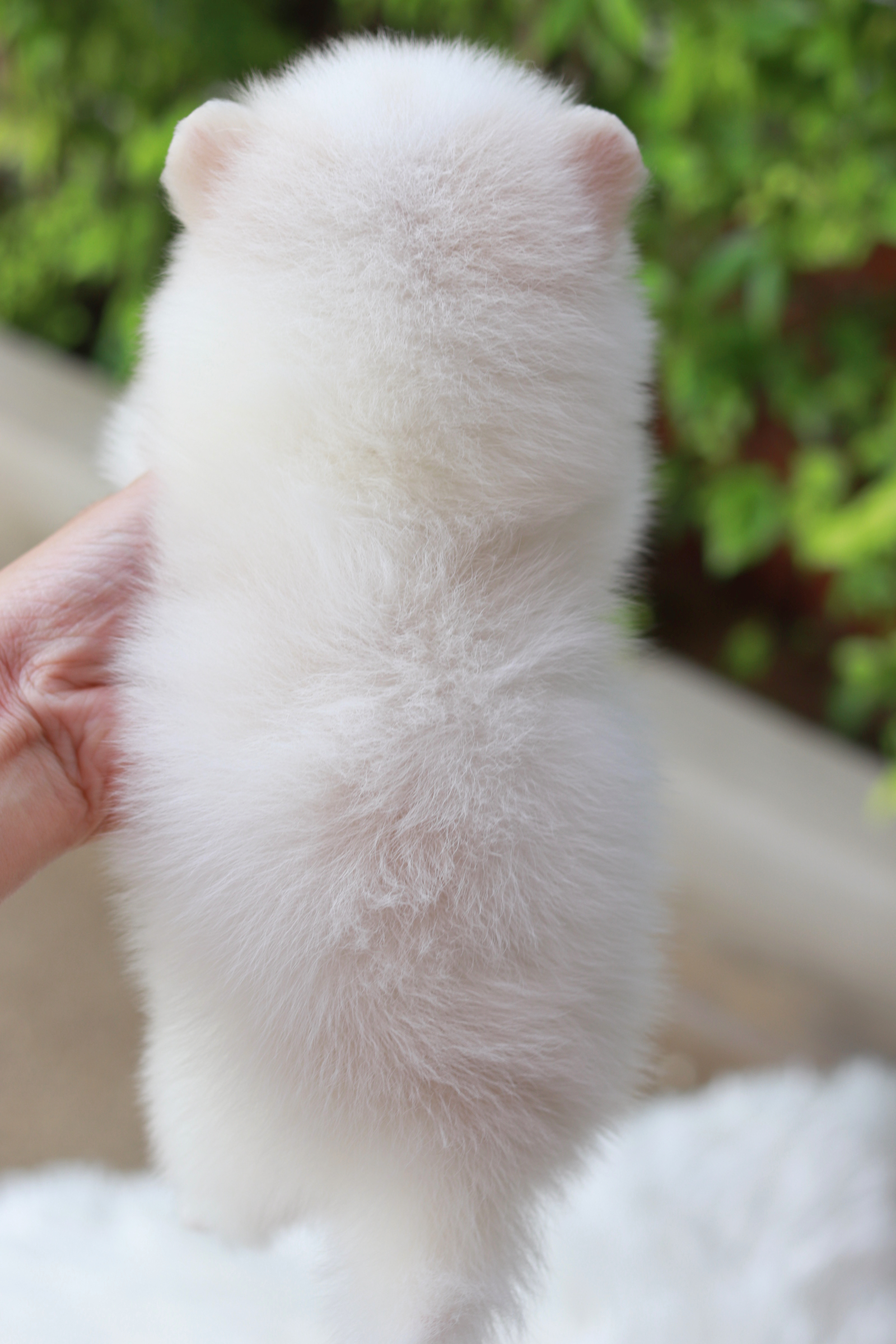 ปอมเมอเรเนียน เพศเมียสีขาว