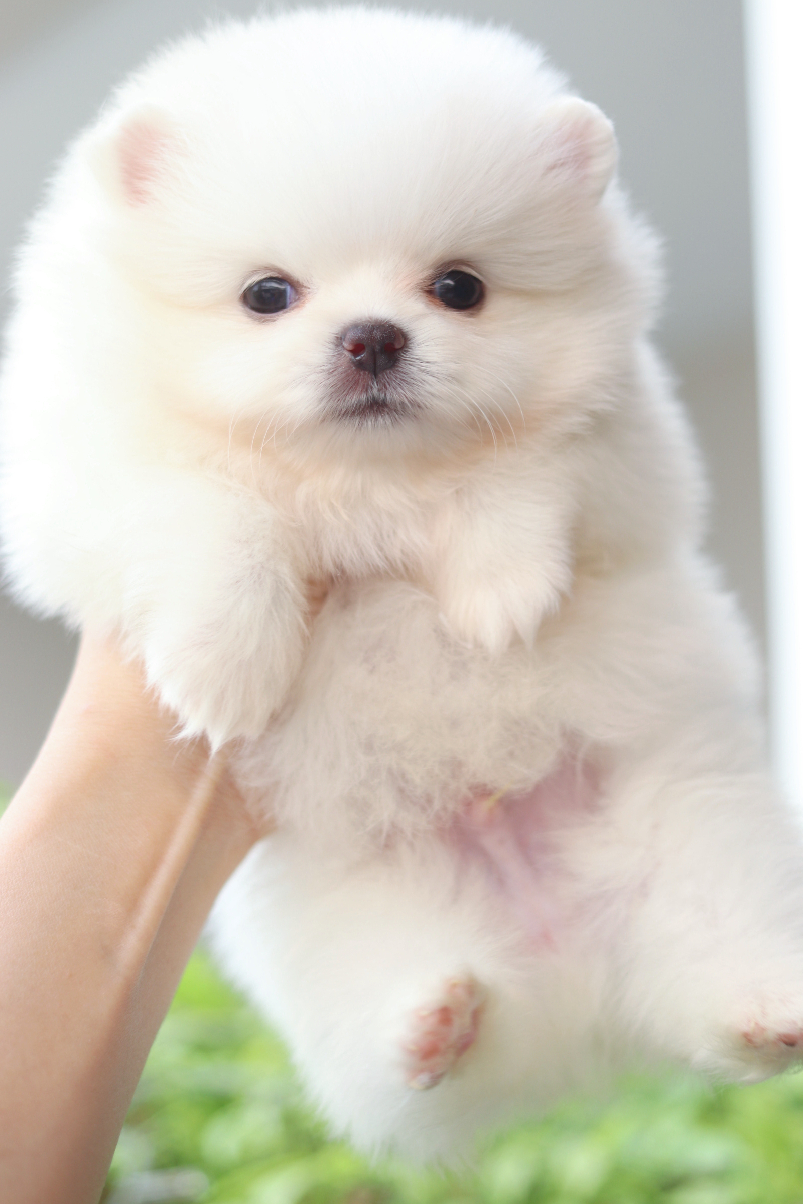 ปอมเมอเรเนียน เพศผู้สีขาวครีม