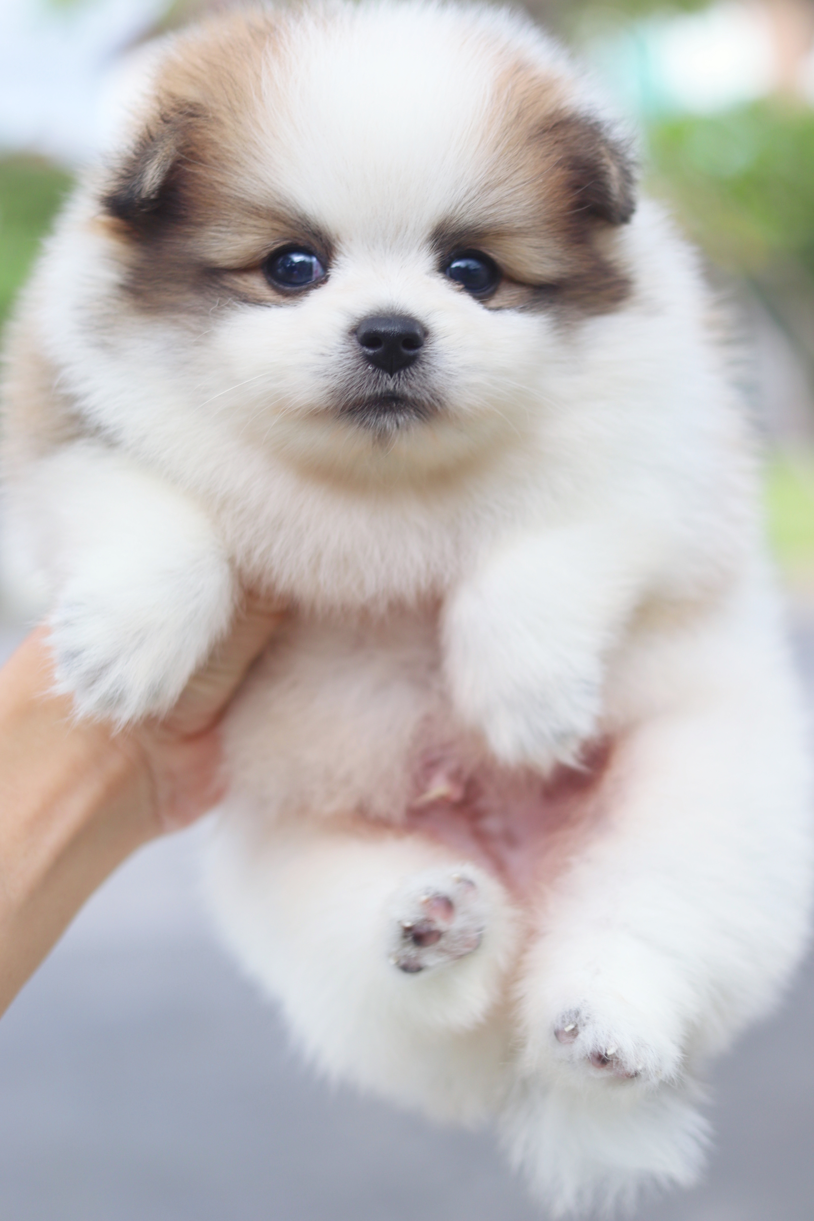 ปอมเมอเรเนียน เพศผู้สีแฟนซี