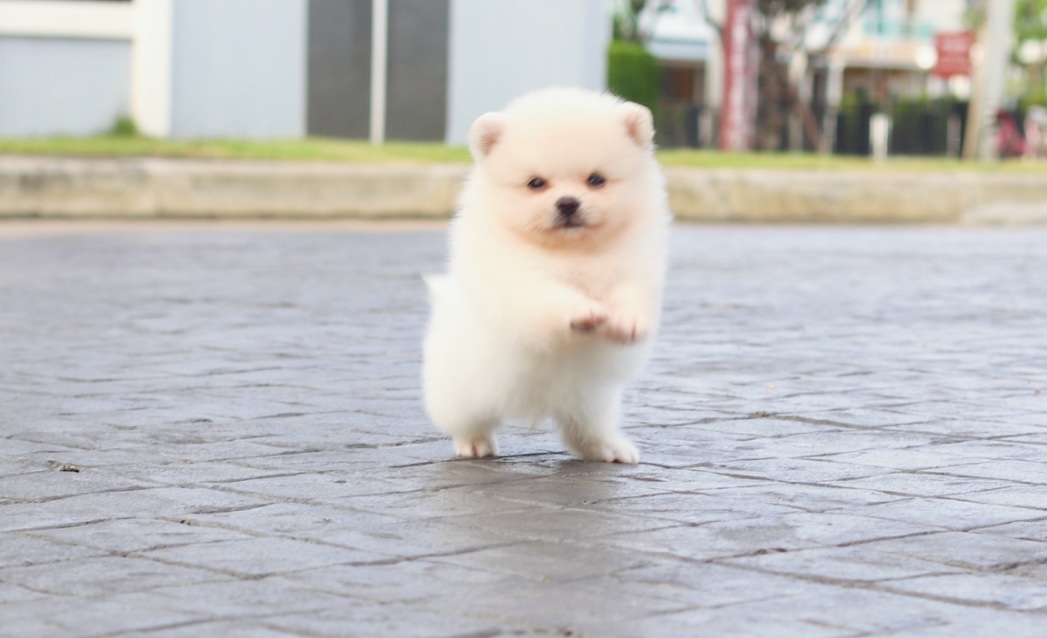 ปอมเมอเรเนียน เพศผู้สีครีม