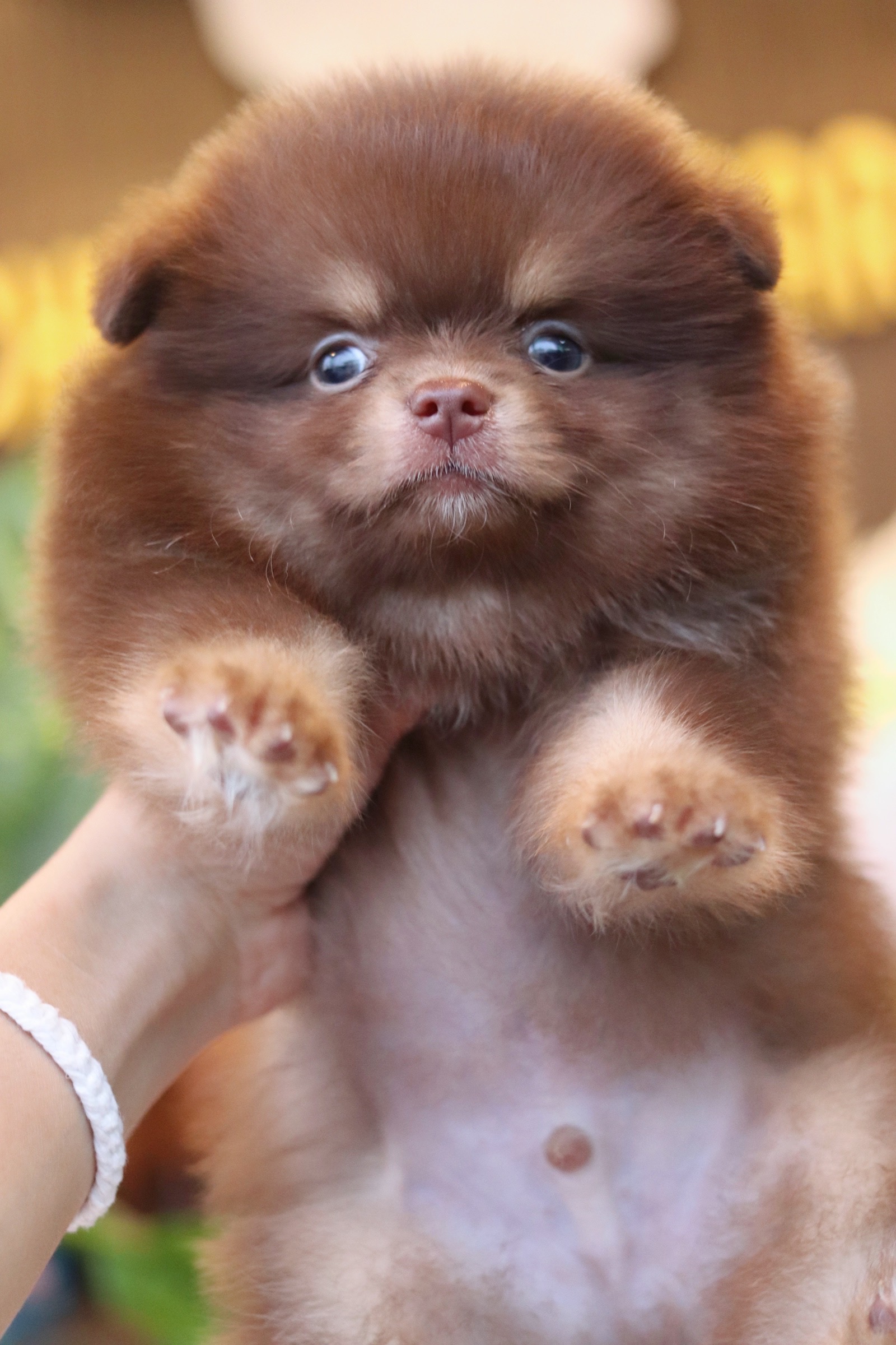 ปอมเมอเรเนียน เพศผู้ สีช็อคโกแลต&แทน