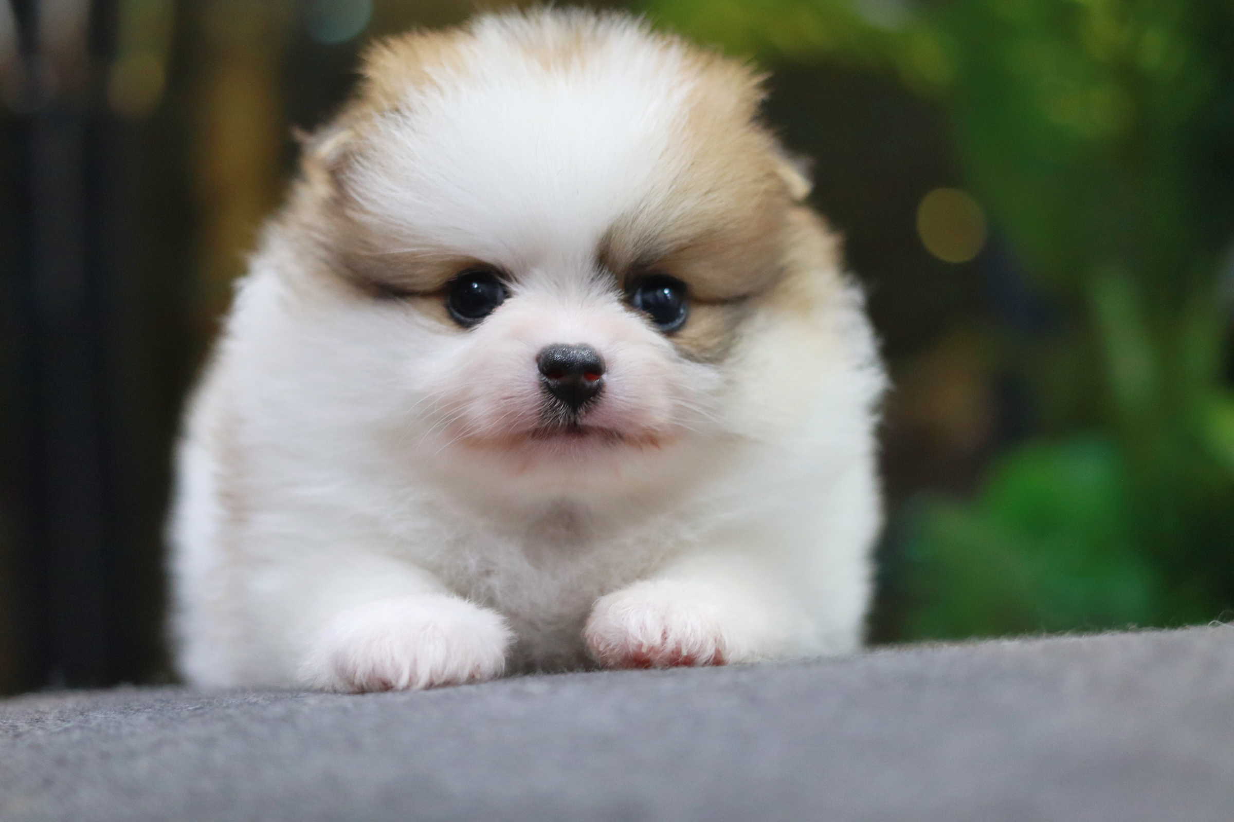 ปอมเมอเรเนียน เพศเมีย