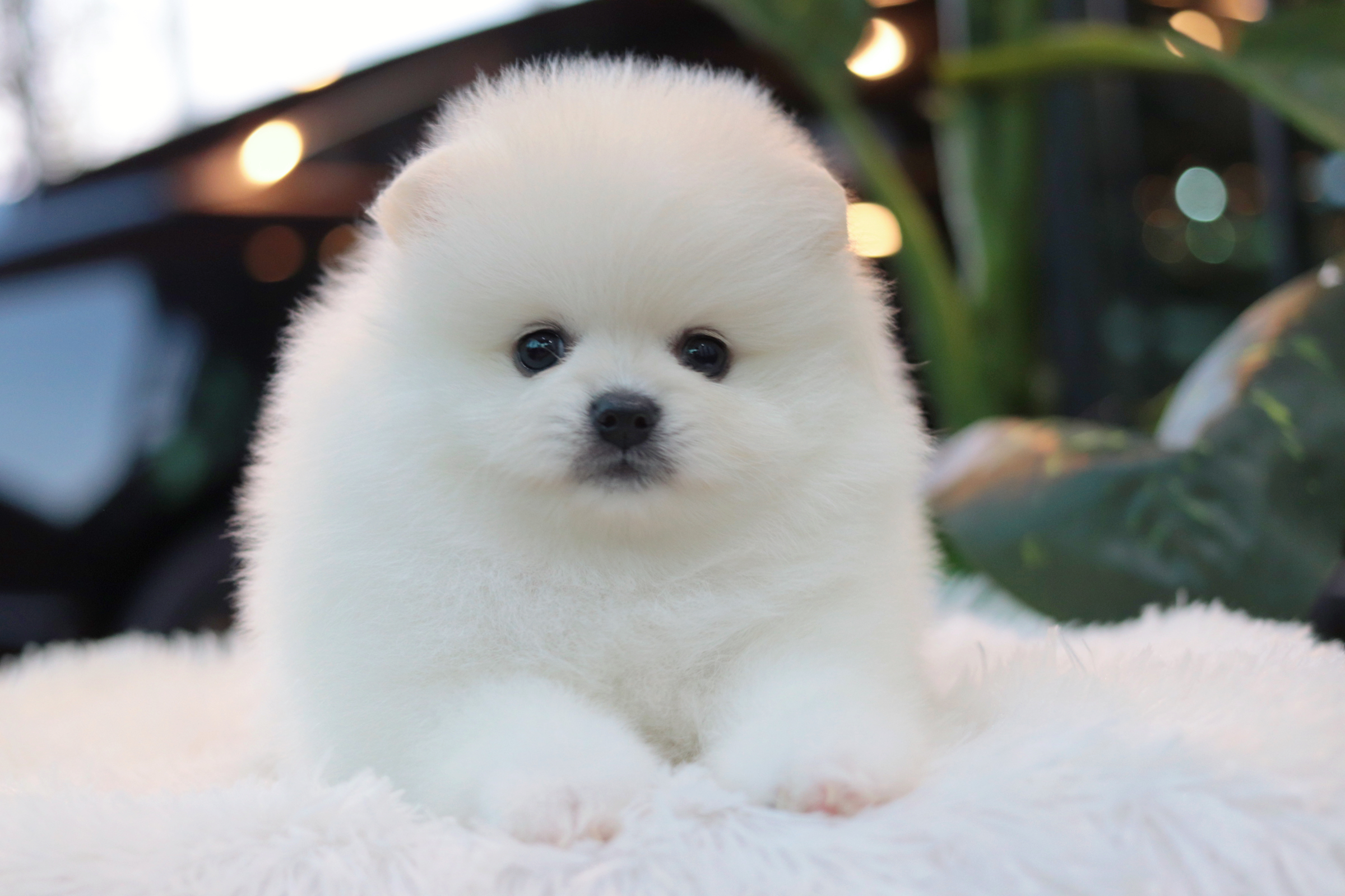 ปอมเมอเรเนียน เพศเมีย สีขาว เกรดโชว์