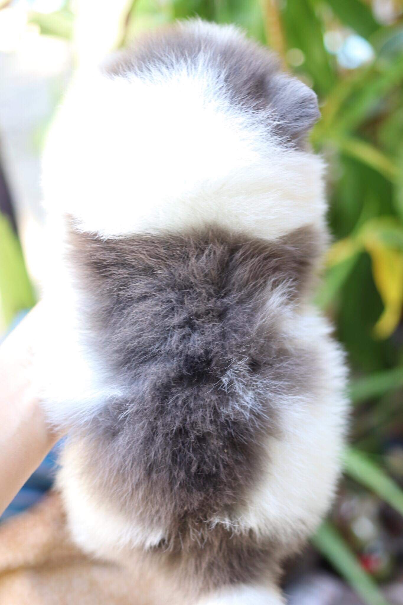 ปอมเมอเรเนียน เพศผู้บลูปาตี้