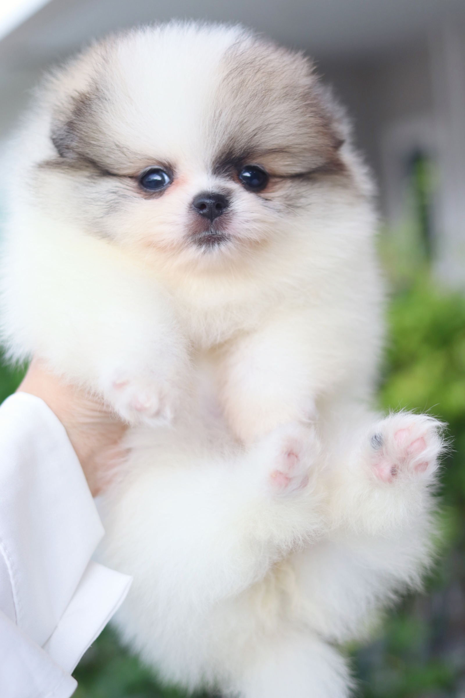 ปอมเมอเรเนียน เพศเมียสีแฟนซี