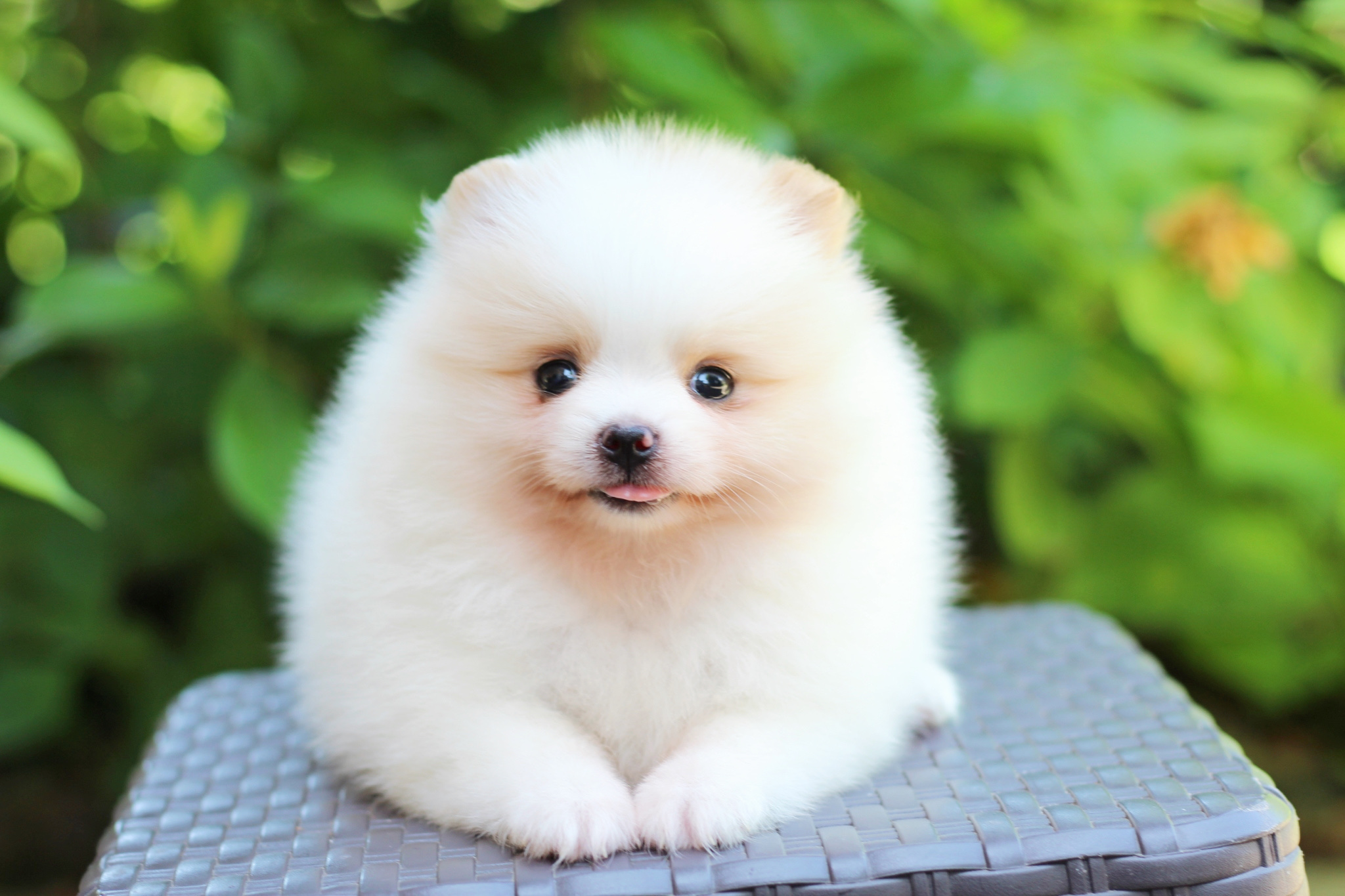 ปอมเมอเรเนียน เพศเมียขาวครีม