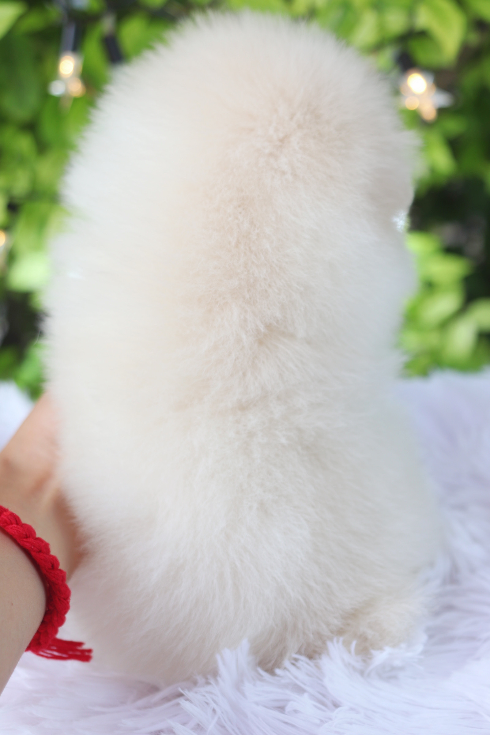 ปอมเมอเรเนียน เพศผู้ สีครีม