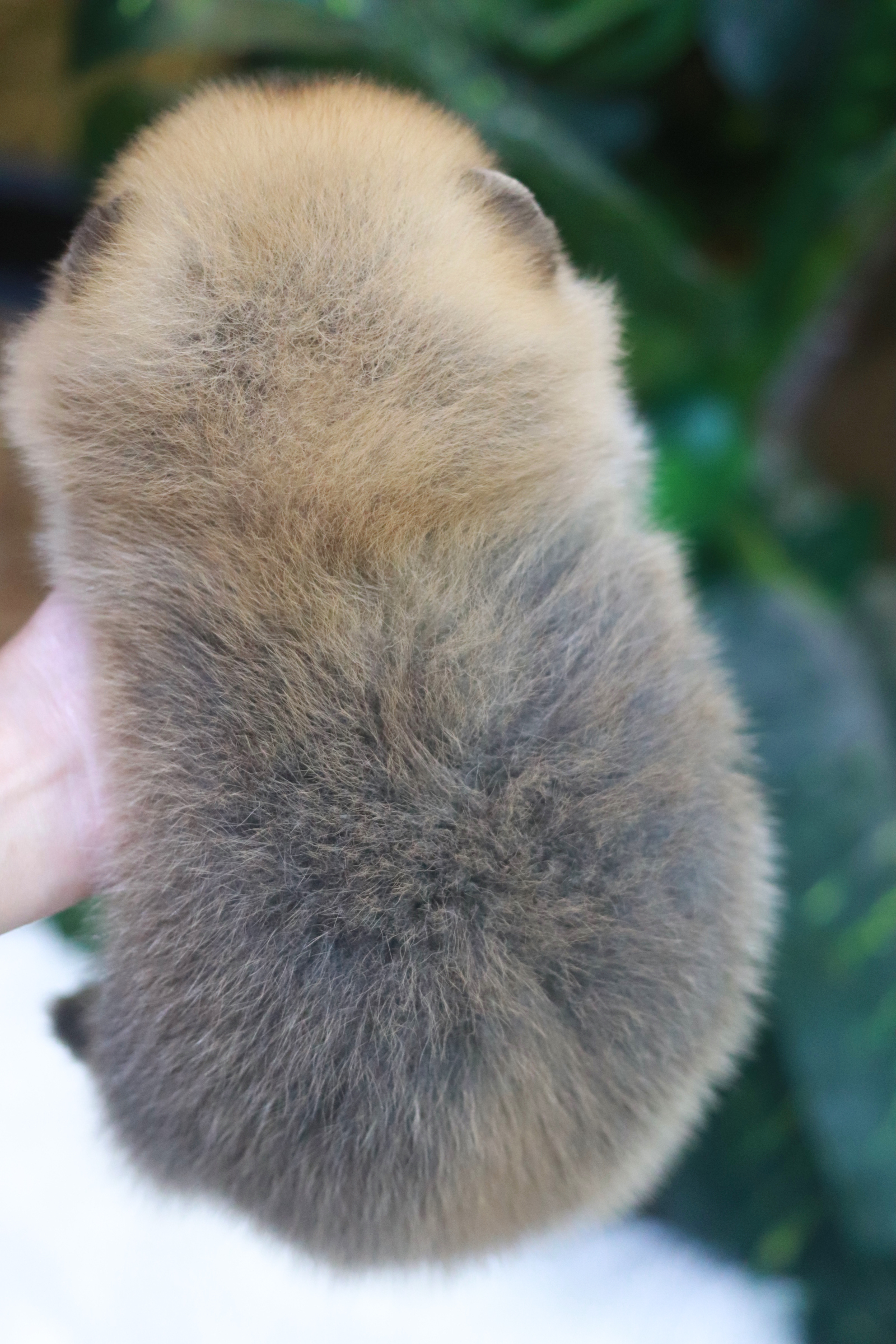 ปอมเมอเรเนียน เพศผู้ สีส้ม หน้าตุ๊กตา